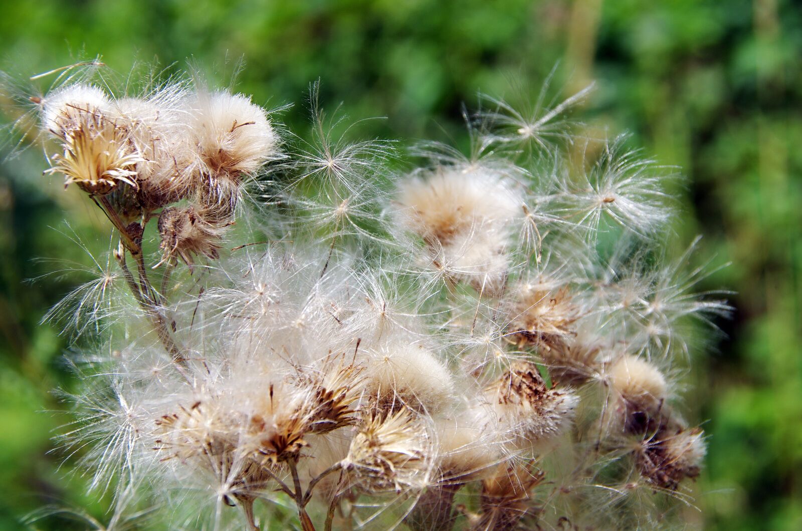 Pentax K-5 sample photo. Seeds, plant, cirse photography