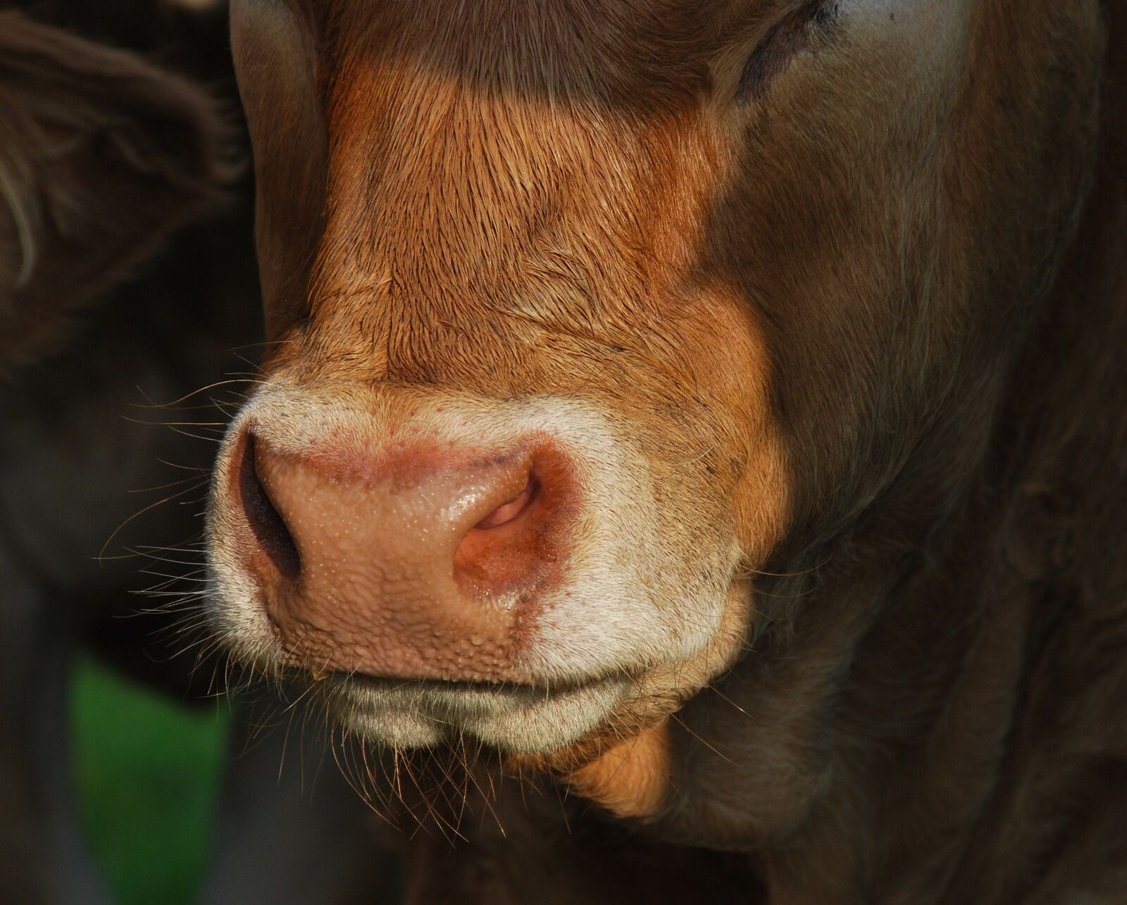 Nikon D60 sample photo. Animal, nature, cow photography