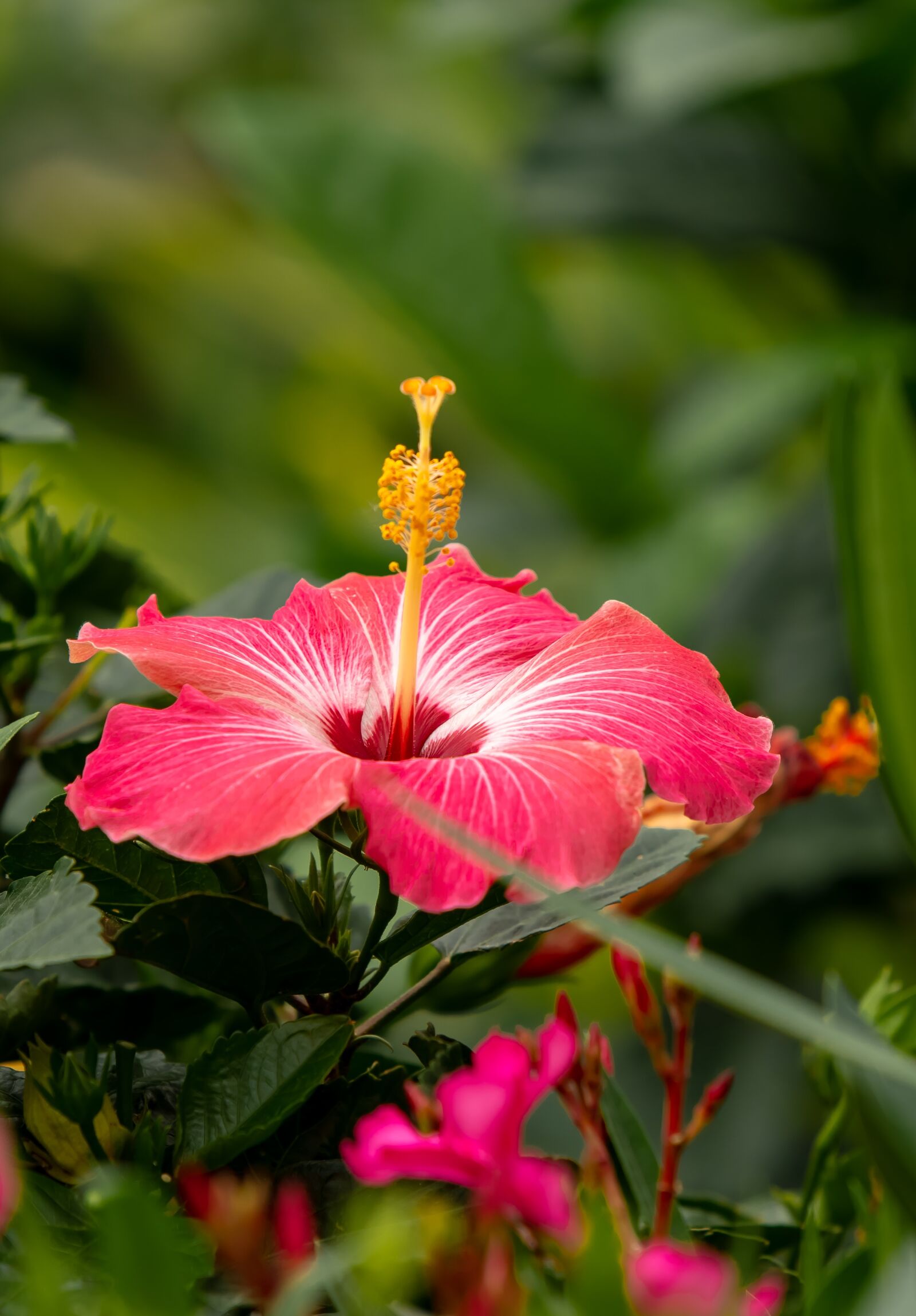 Nikon D500 sample photo. Flower, blossom, floral photography