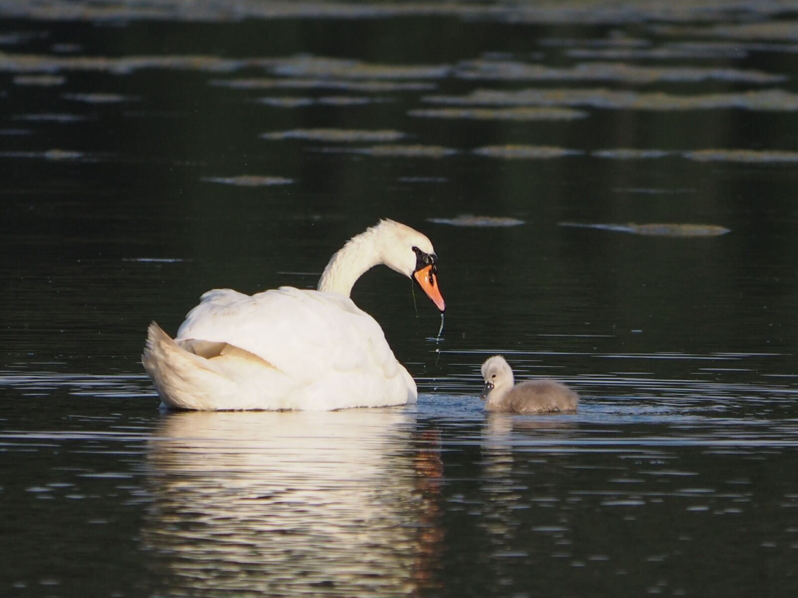 Olympus OM-D E-M10 sample photo. Swans, animals, nature photography