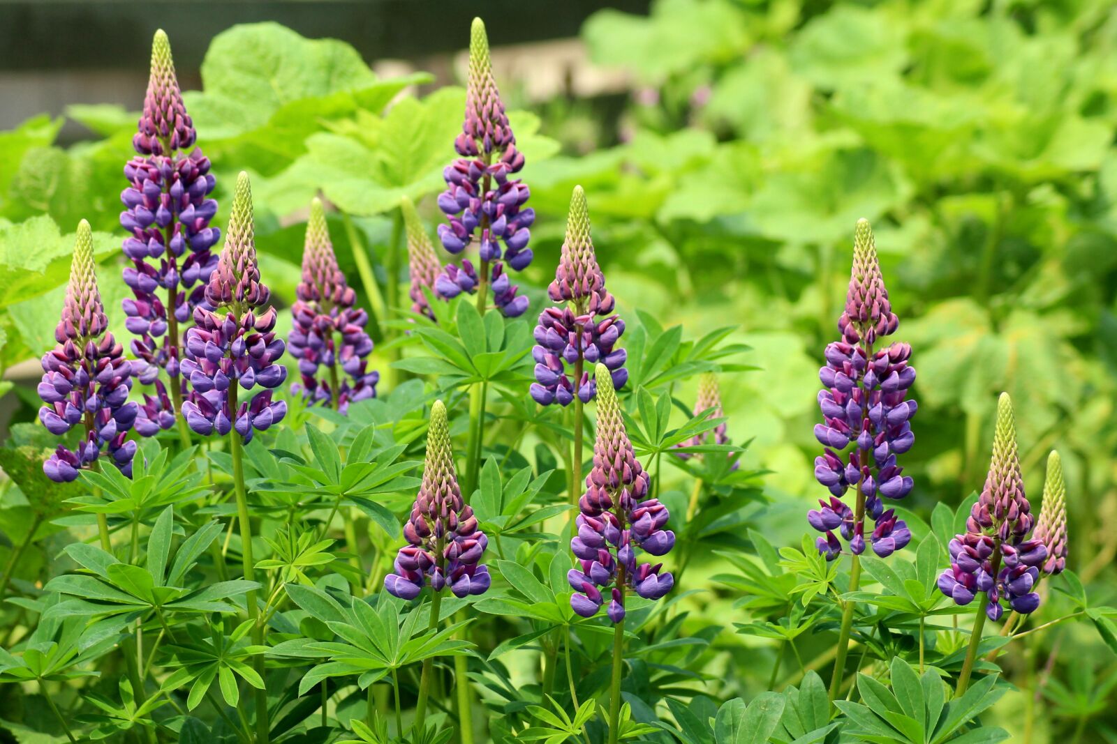 Canon EOS 1200D (EOS Rebel T5 / EOS Kiss X70 / EOS Hi) sample photo. Lupine, flower, violet photography