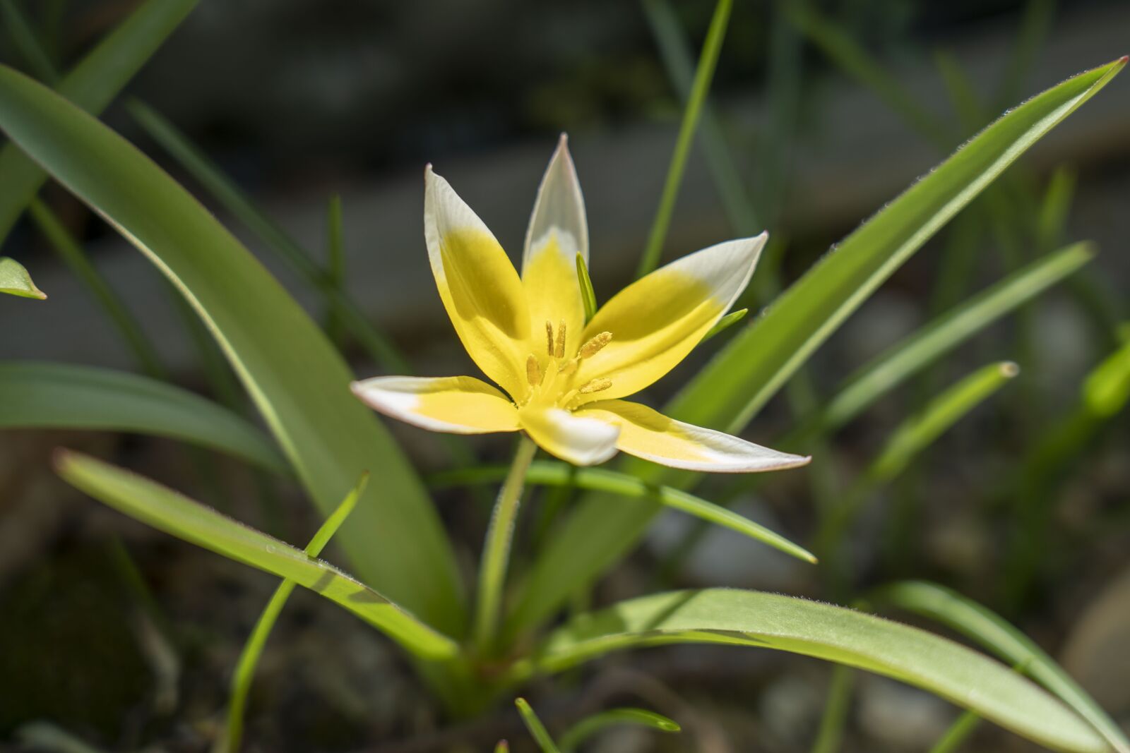 Sony FE 24-105mm F4 G OSS sample photo. Plant, nature, detail photography