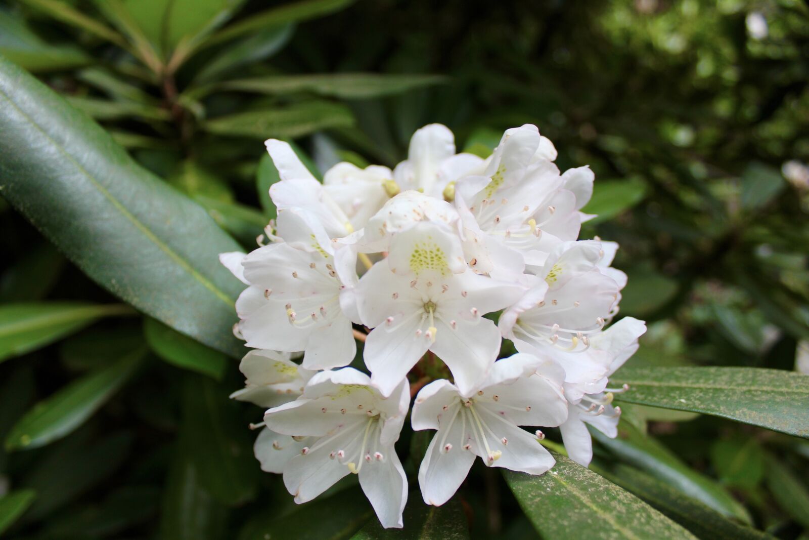 Canon EOS 1300D (EOS Rebel T6 / EOS Kiss X80) sample photo. Flower, landscape, yard photography