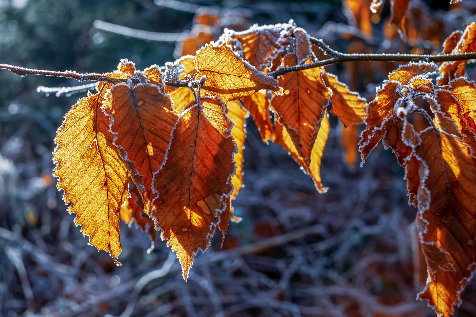 Fujifilm X-T10 + Fujifilm XF 35mm F1.4 R sample photo. Winter, hoarfrost, frost photography