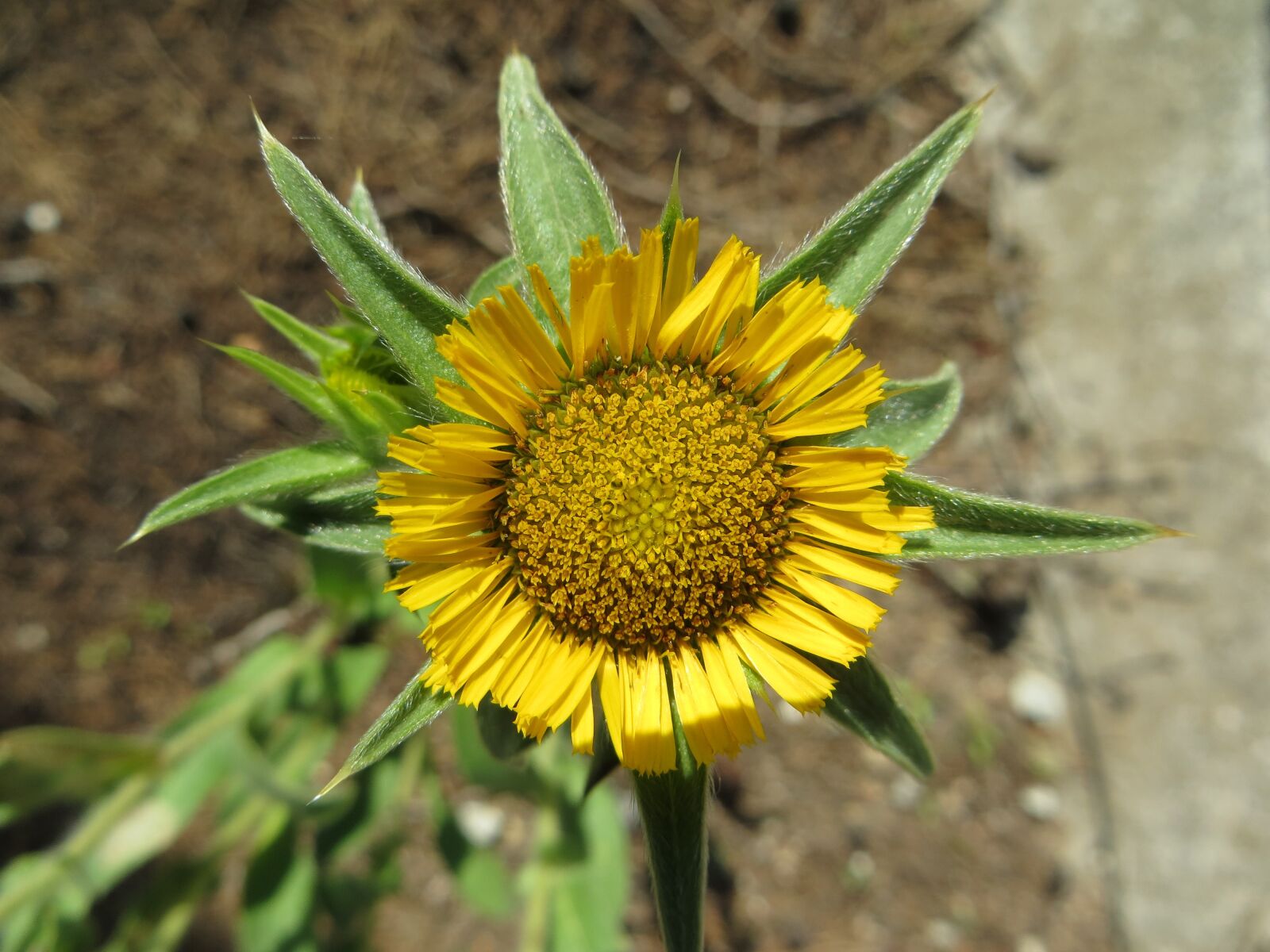 Canon PowerShot SX260 HS sample photo. Flower, summer, green photography