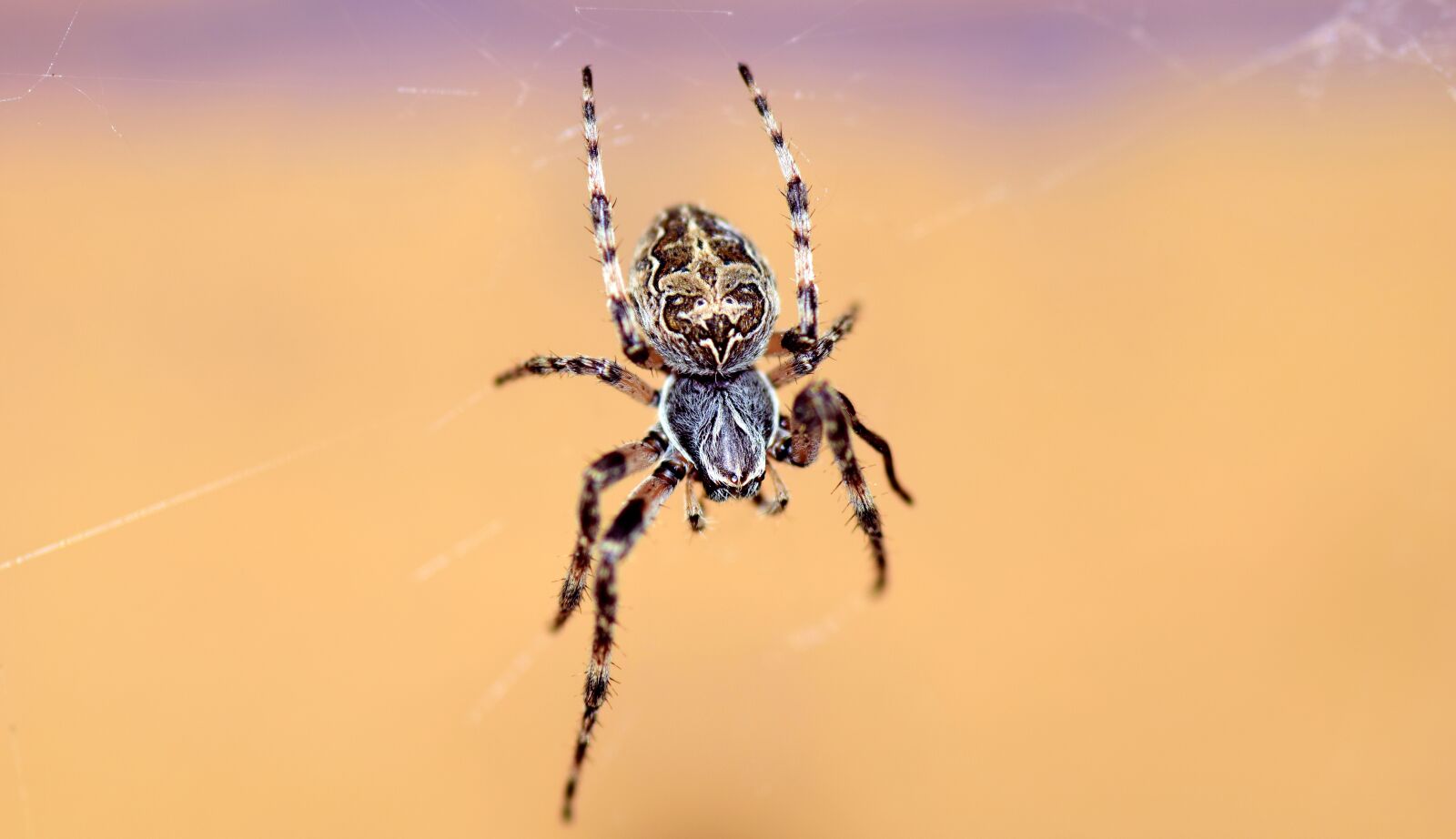 Nikon D3300 sample photo. Spider, araneus, cobweb photography