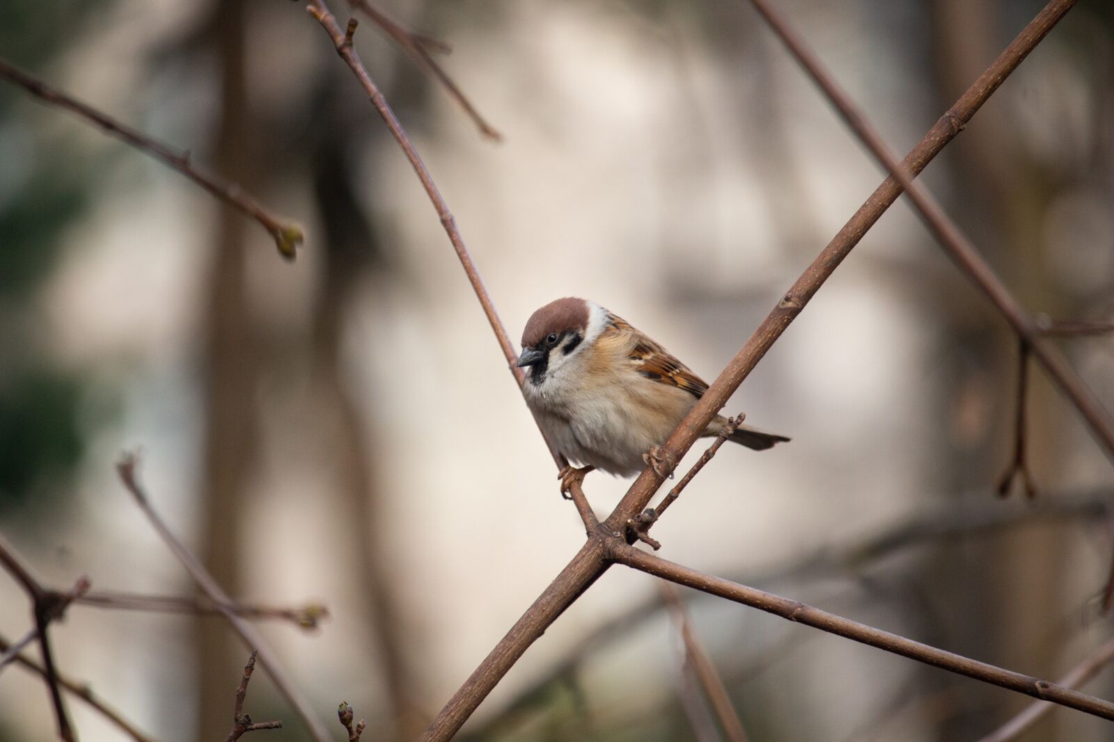 Canon EOS 100D (EOS Rebel SL1 / EOS Kiss X7) sample photo. Sparrow, bird, nature photography