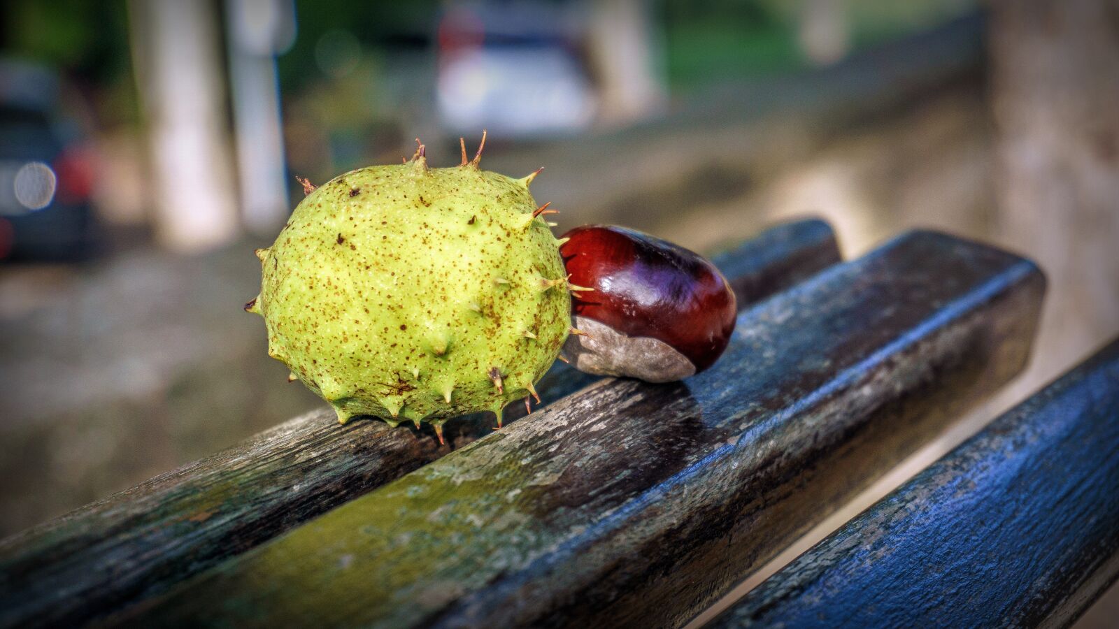 Sony a6000 sample photo. Chestnuts, fruits, thorny photography