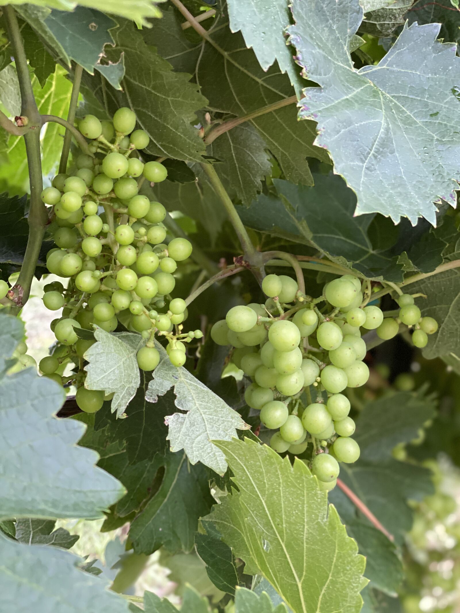 Apple iPhone 11 Pro sample photo. Vine, vineyard, grapes photography