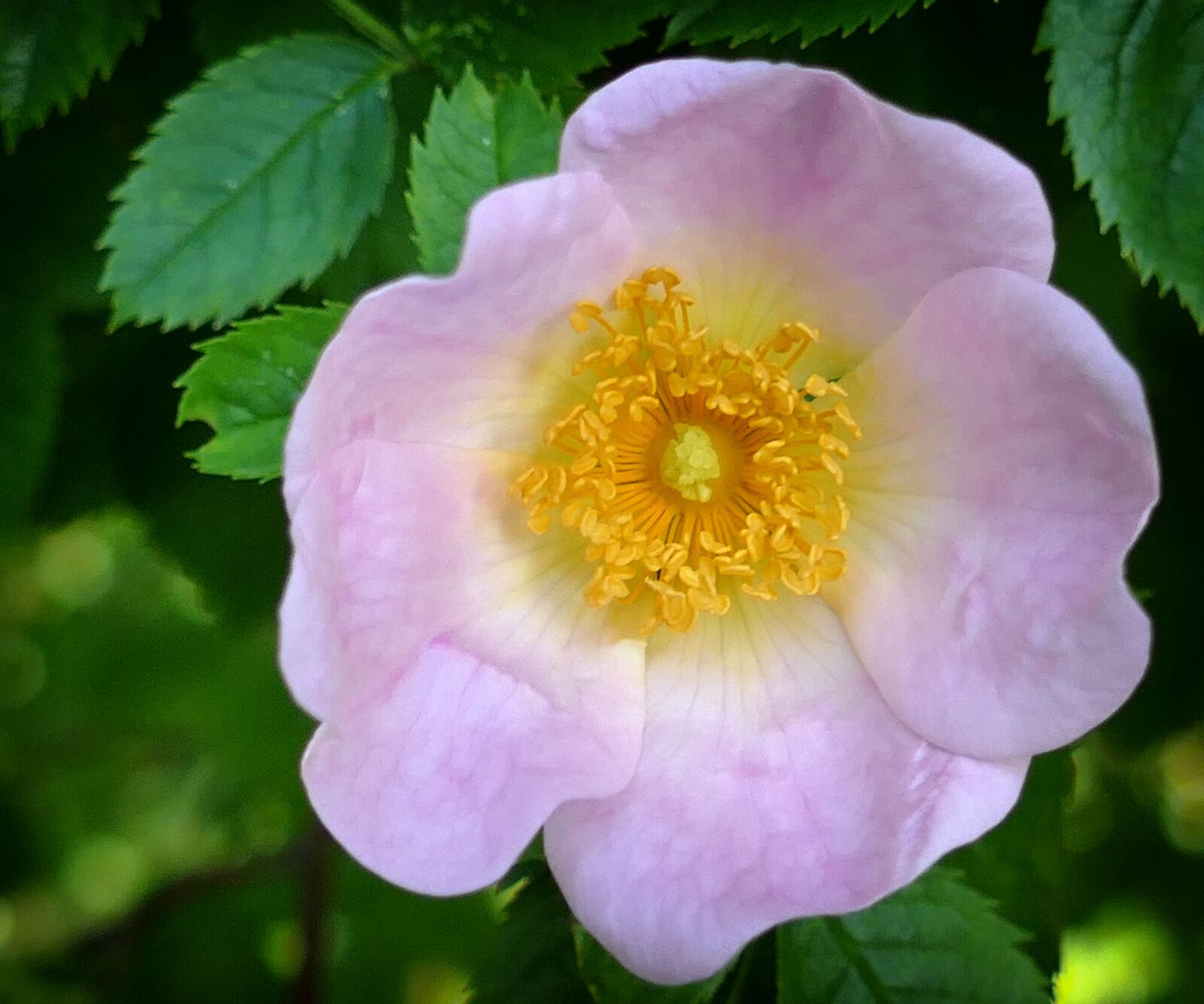 Panasonic Lumix DMC-FZ1000 sample photo. Wild rose, pink, romantic photography