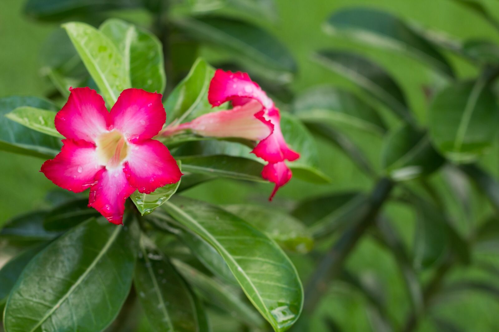 Canon EOS 60D + Canon EF 50mm F1.8 II sample photo. Flower, pink, leaves photography