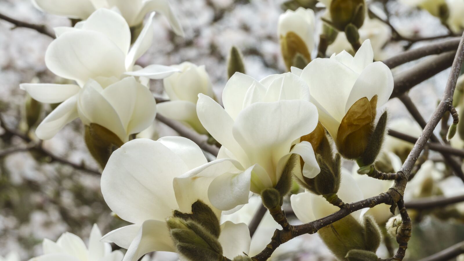 Sony Cyber-shot DSC-RX10 III sample photo. Magnolia, colour, flower photography