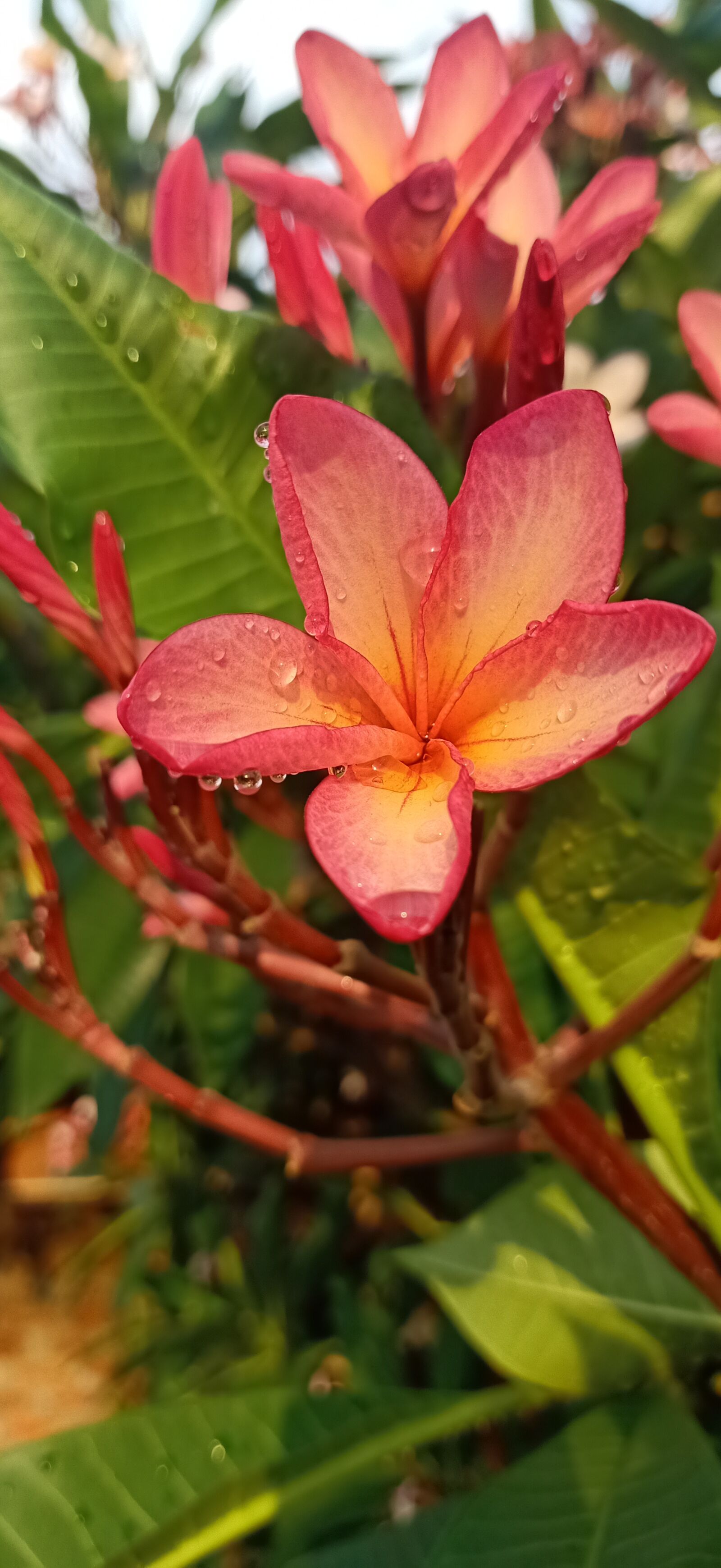 OPPO RENO2 F sample photo. One, drop, dew photography