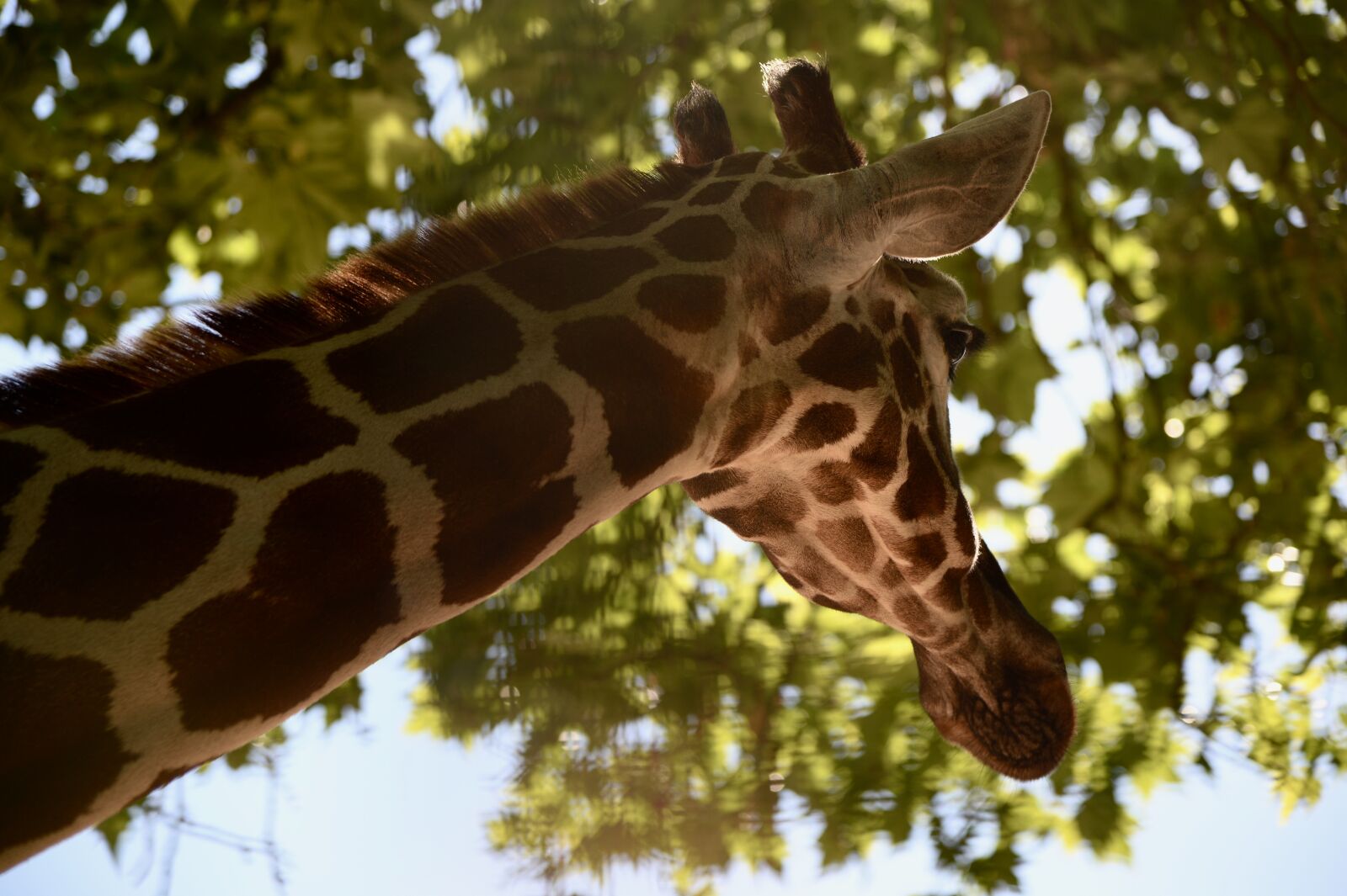 Nikon Df sample photo. Giraffe, animals, zoo photography