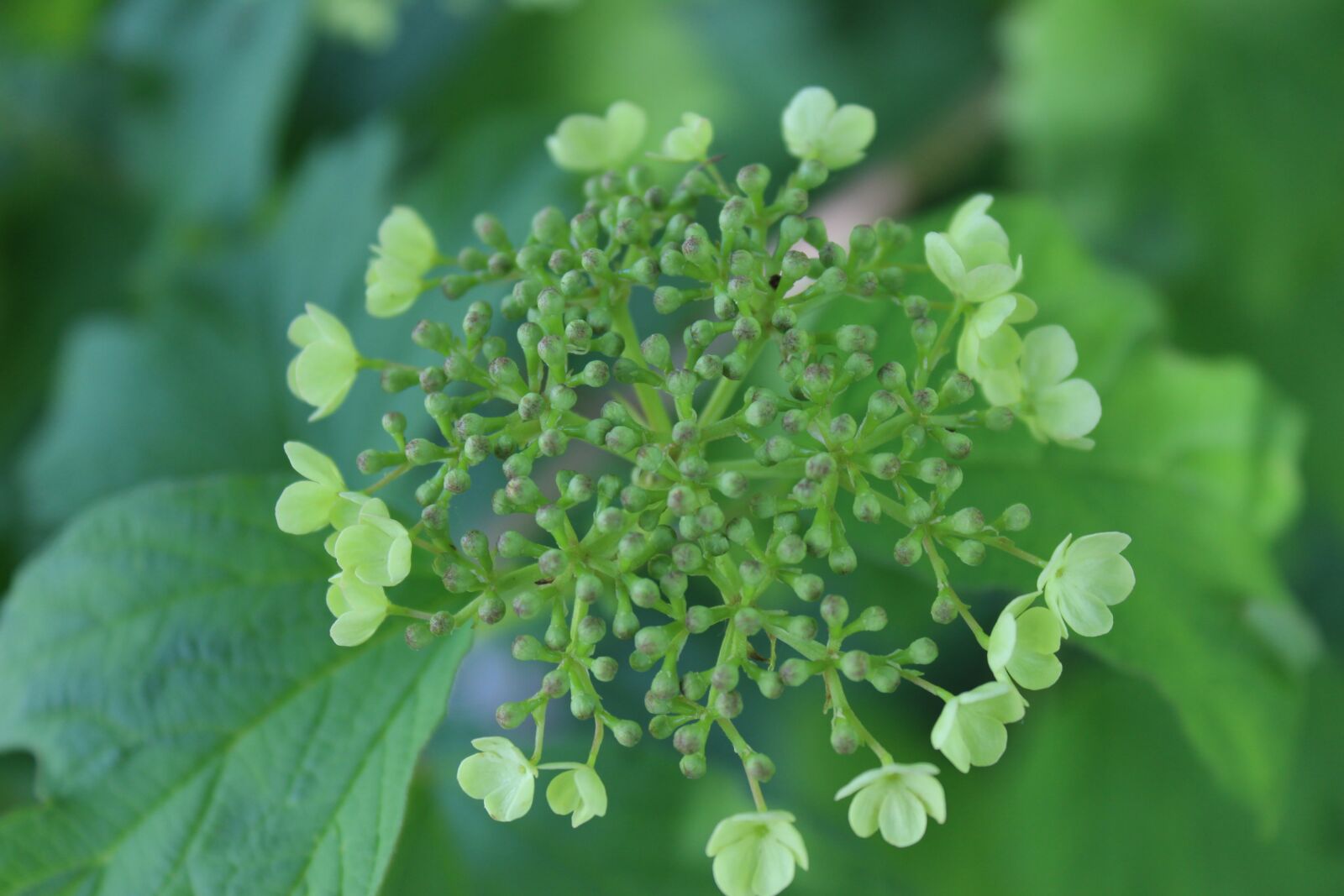Canon EOS 600D (Rebel EOS T3i / EOS Kiss X5) sample photo. Flower, green, plant photography