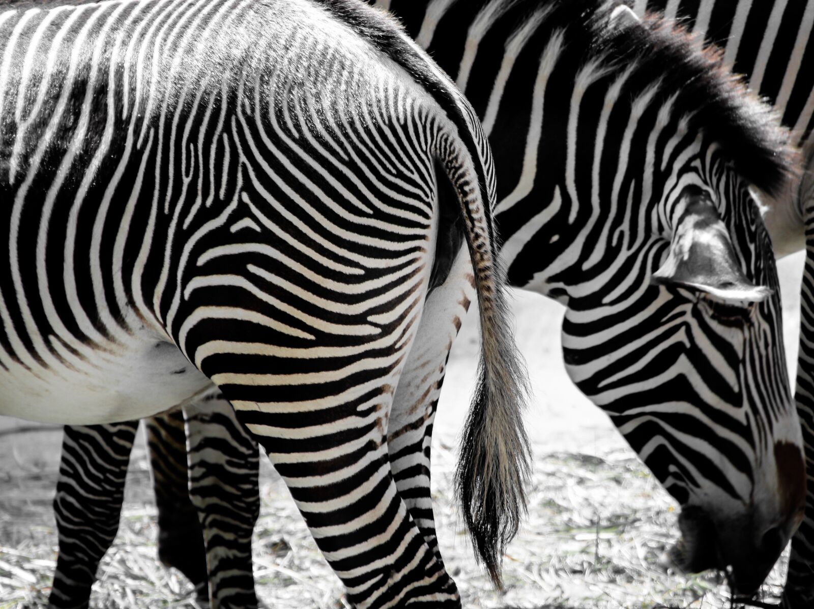 Canon EOS 70D sample photo. Nature, animals, zebra photography