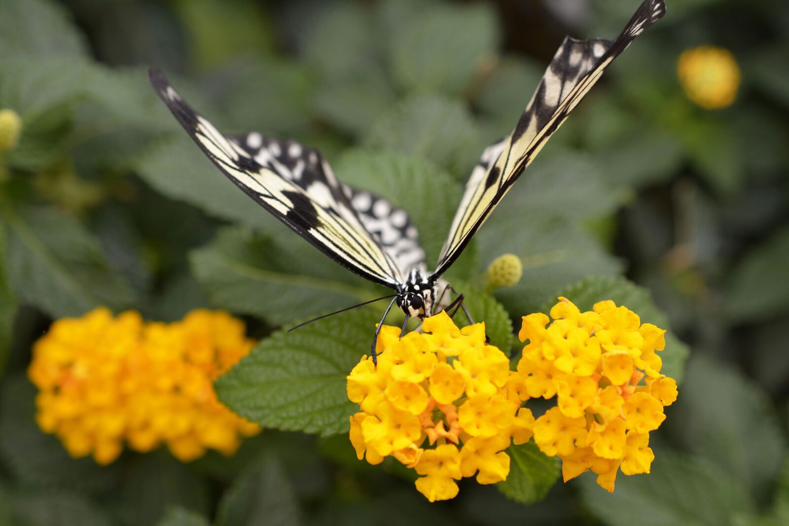 Nikon D7100 sample photo. Butterfly, insect, wing photography