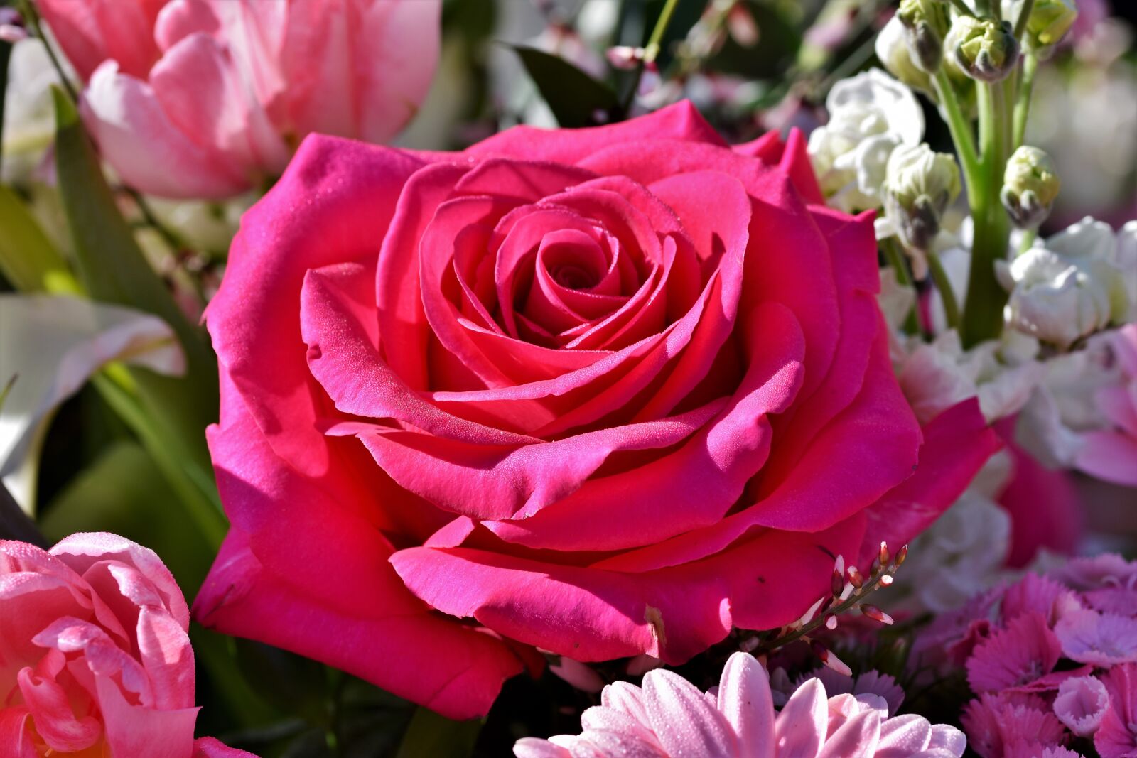 Nikon D7200 sample photo. Rose, bouquet of roses photography