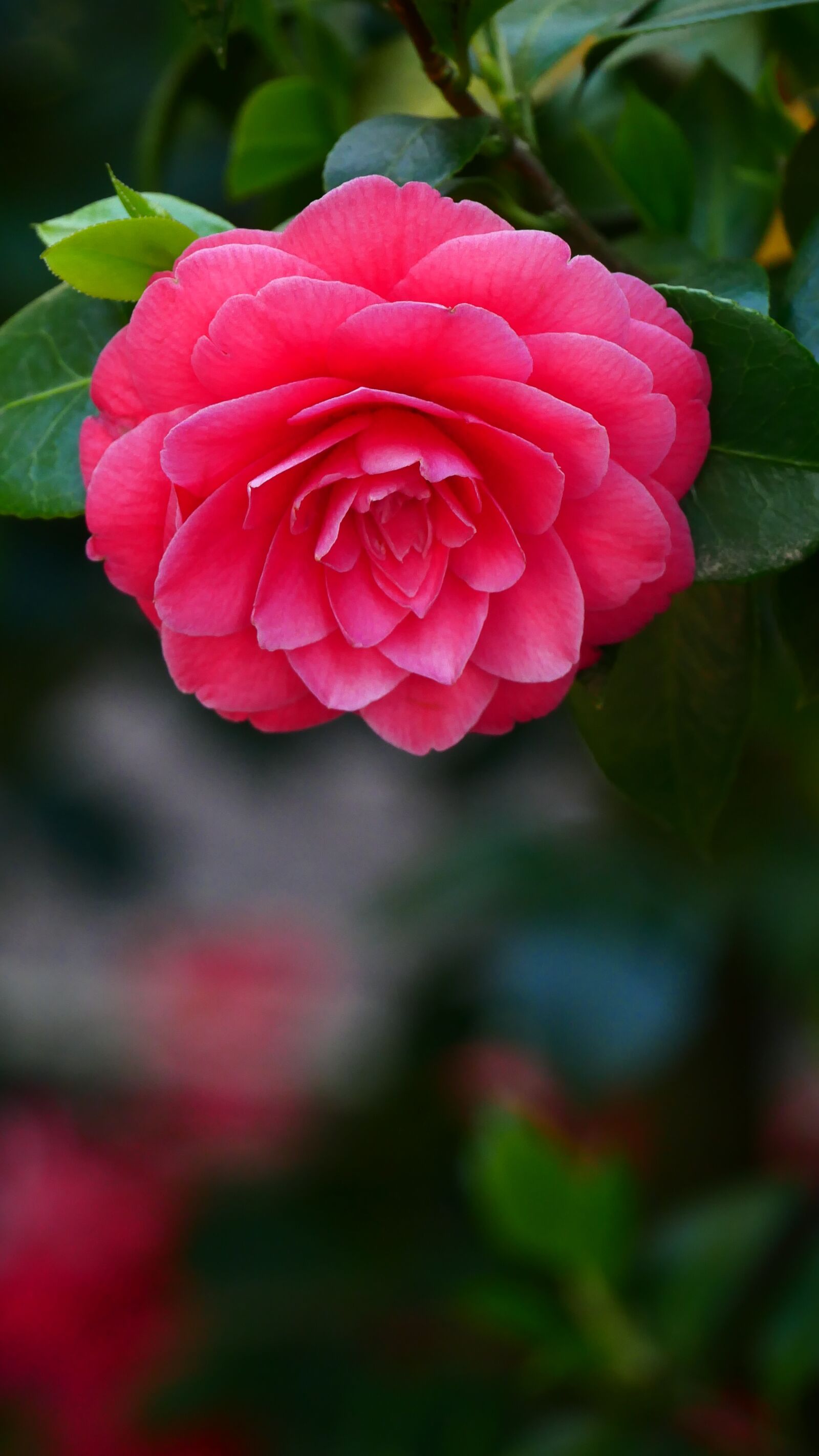 Panasonic DMC-G70 sample photo. Flower, nature, garden photography