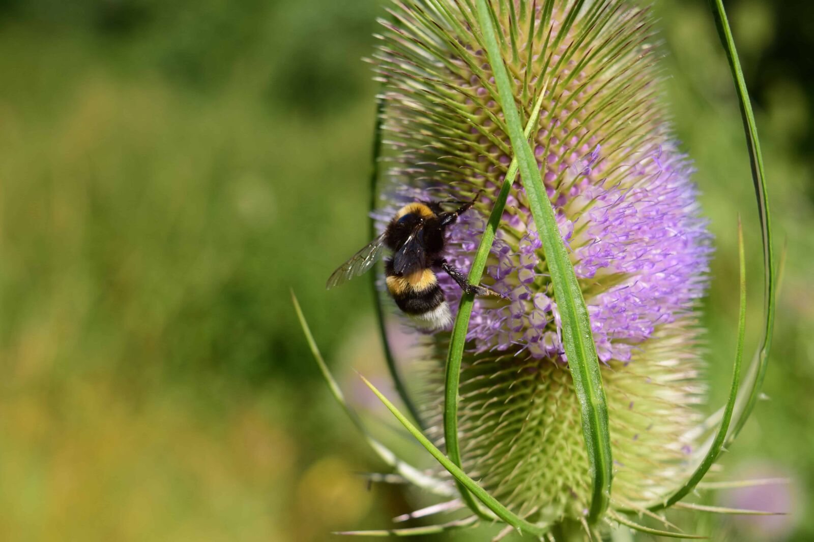 Nikon D3300 sample photo. Flower, bumblebee, summer, insect photography