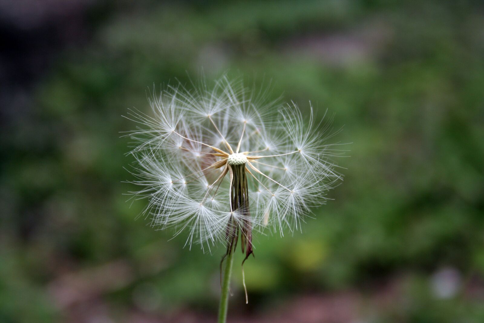 Canon EOS 350D (EOS Digital Rebel XT / EOS Kiss Digital N) sample photo. Tooth lion, flower, nature photography