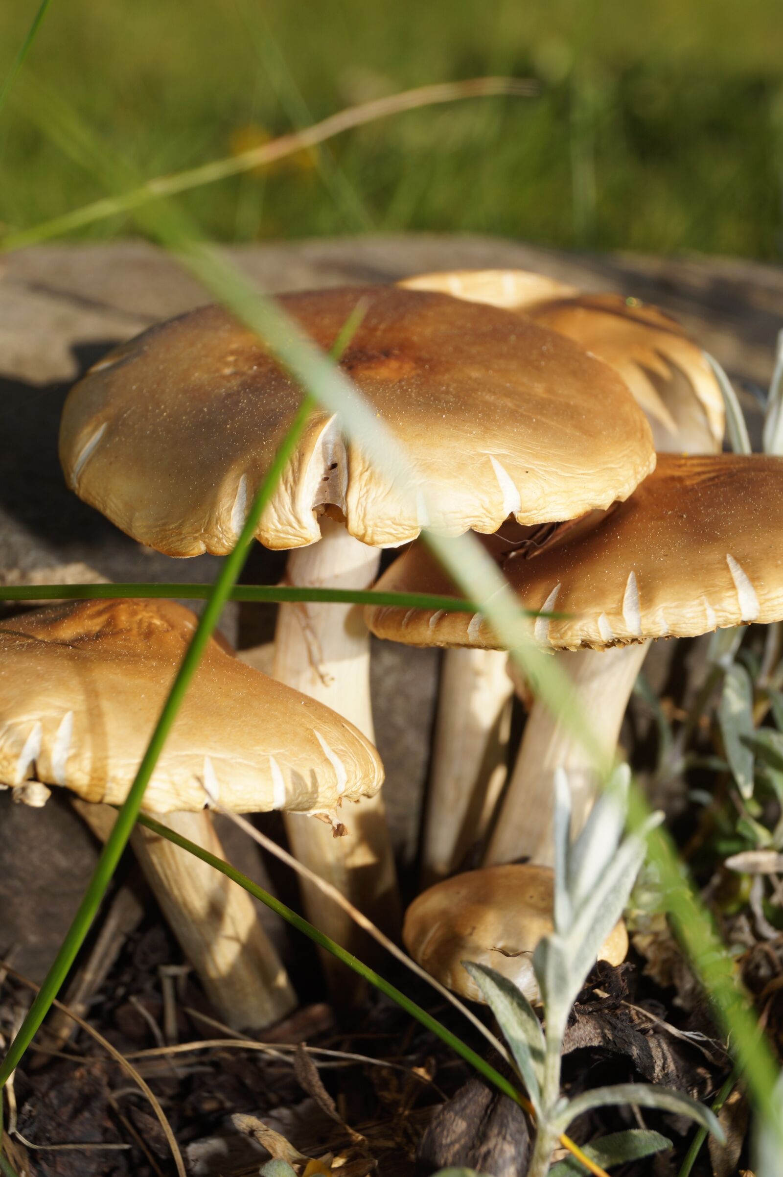 Sony DT 18-55mm F3.5-5.6 SAM II sample photo. Mushroom, nature, spring photography