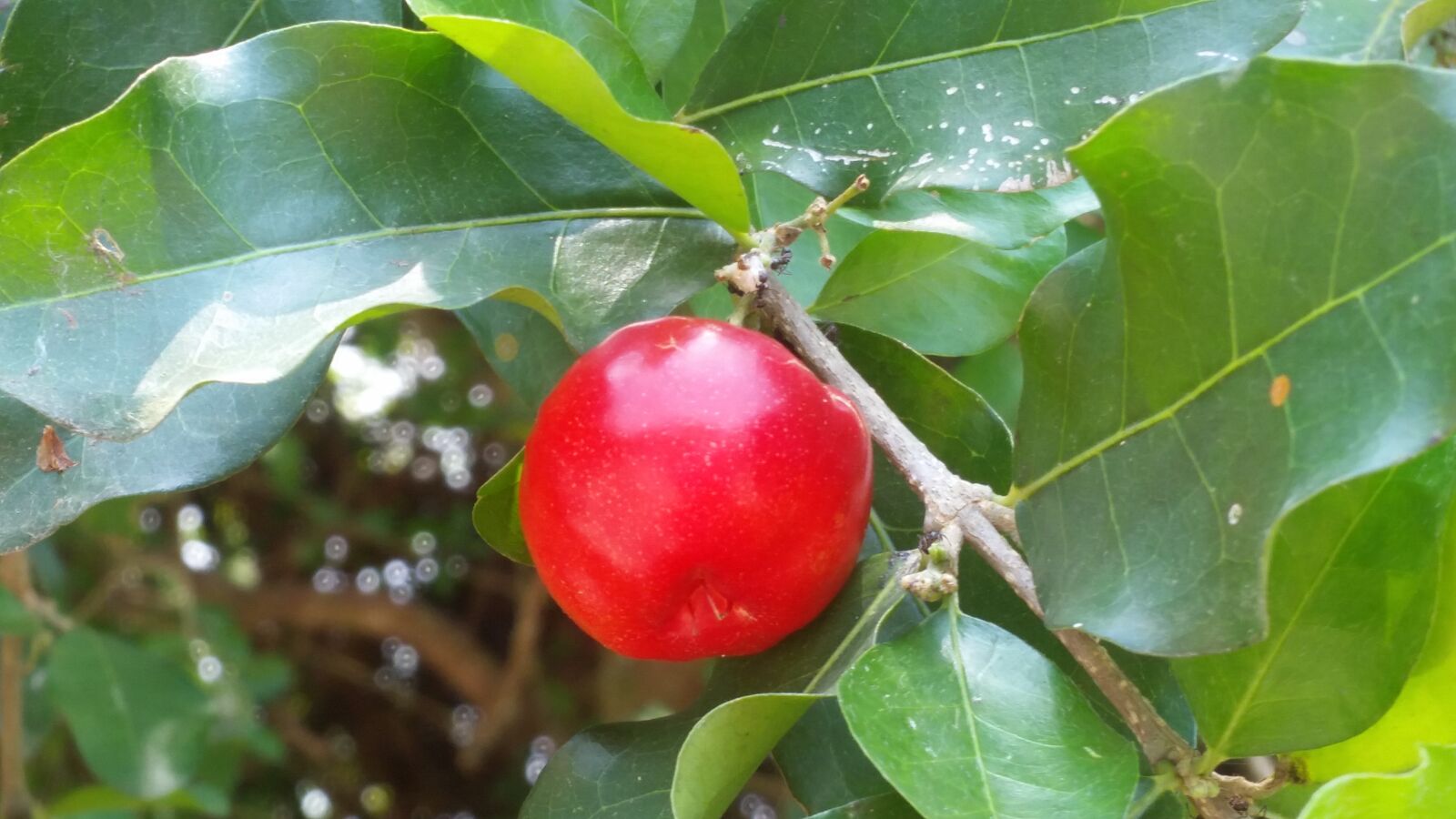 Samsung Galaxy S5 sample photo. Fruit, red fruit, tree photography