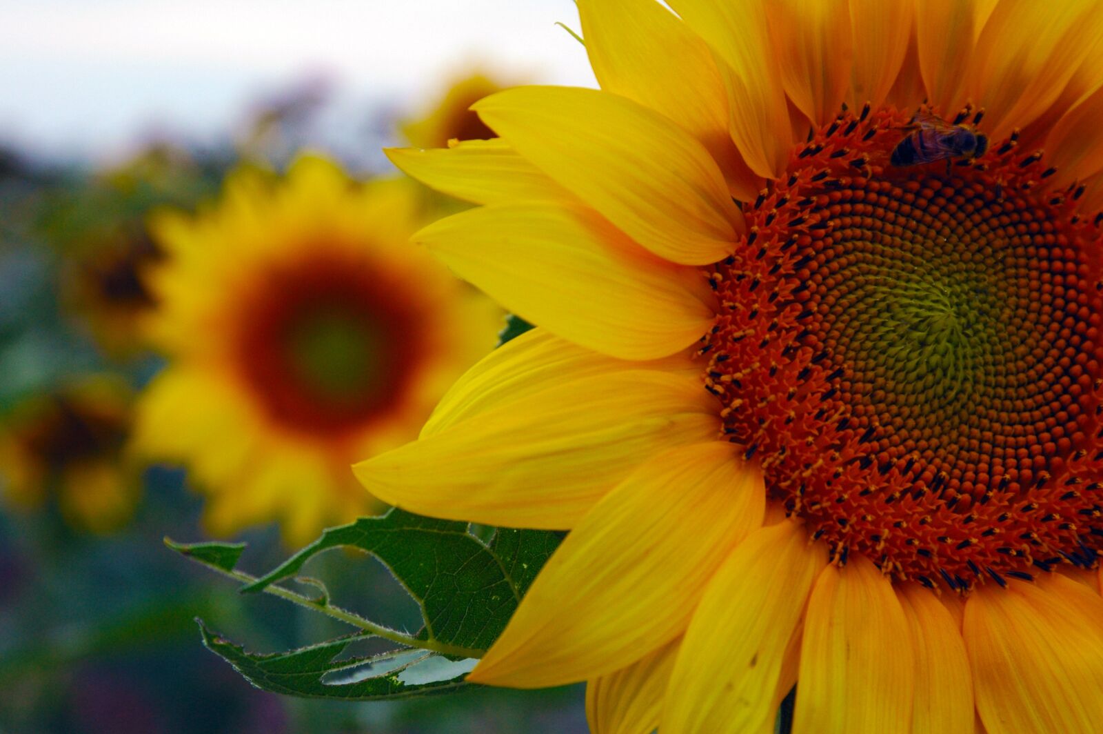 Nikon D70 sample photo. Sunflower, nature, beauty photography