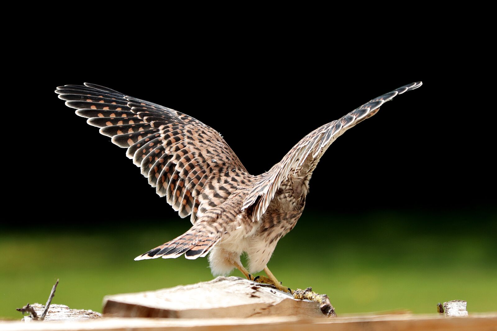 Canon EF 70-300 F4-5.6 IS II USM sample photo. Falcon, young hawk, raptor photography