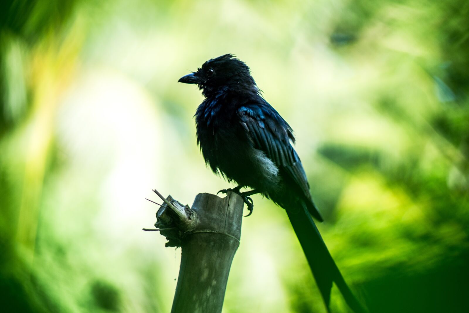 Nikon D3100 sample photo. Blackbird, birds of bangladesh photography