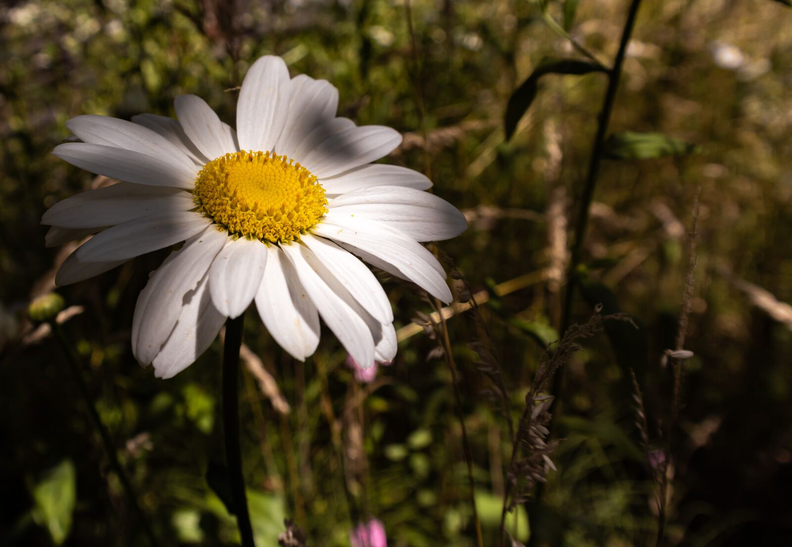 Samsung NX 18-55mm F3.5-5.6 OIS sample photo. Flower, summer, nature photography