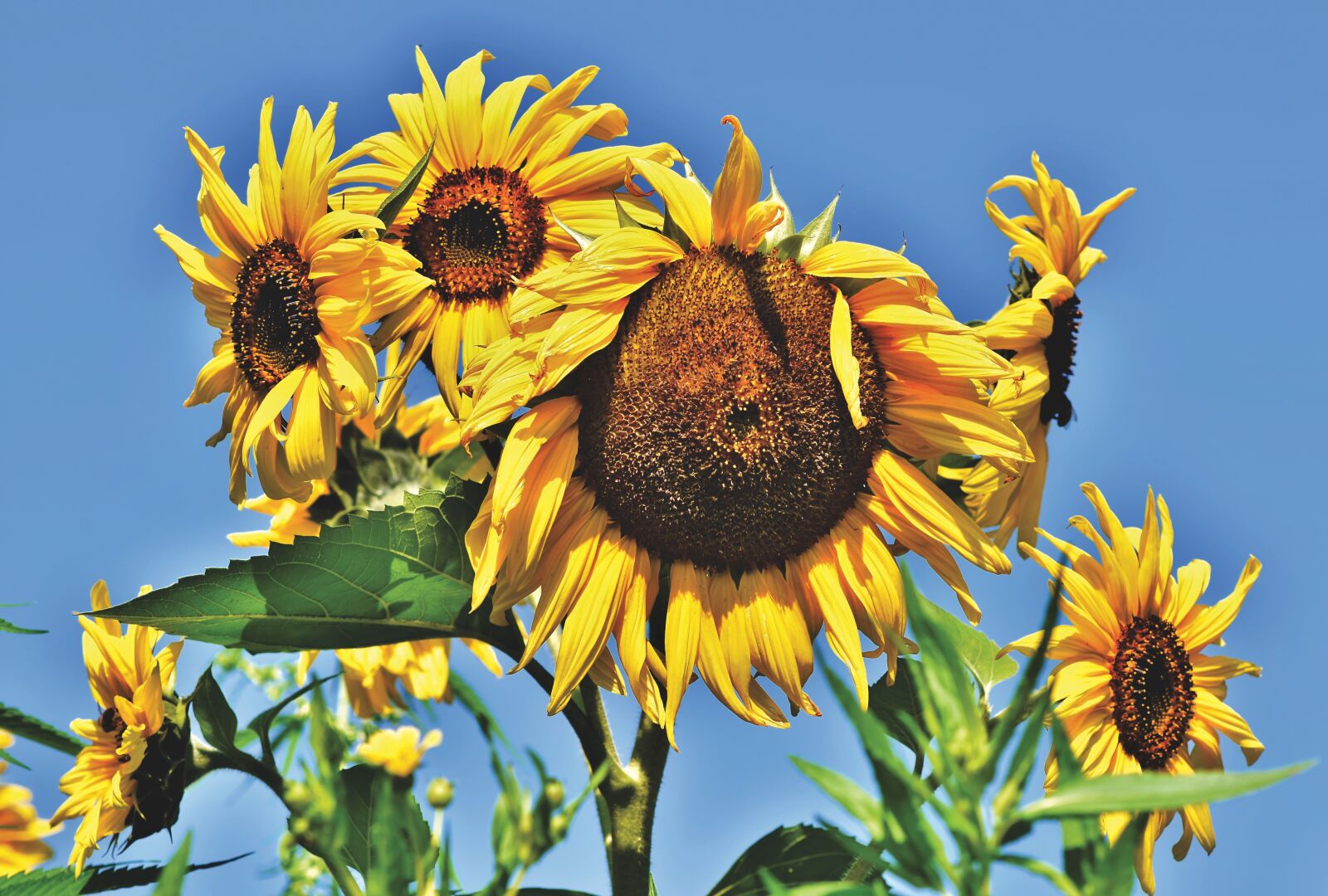 Nikon D7200 sample photo. Sunflower, flowers, bloom photography