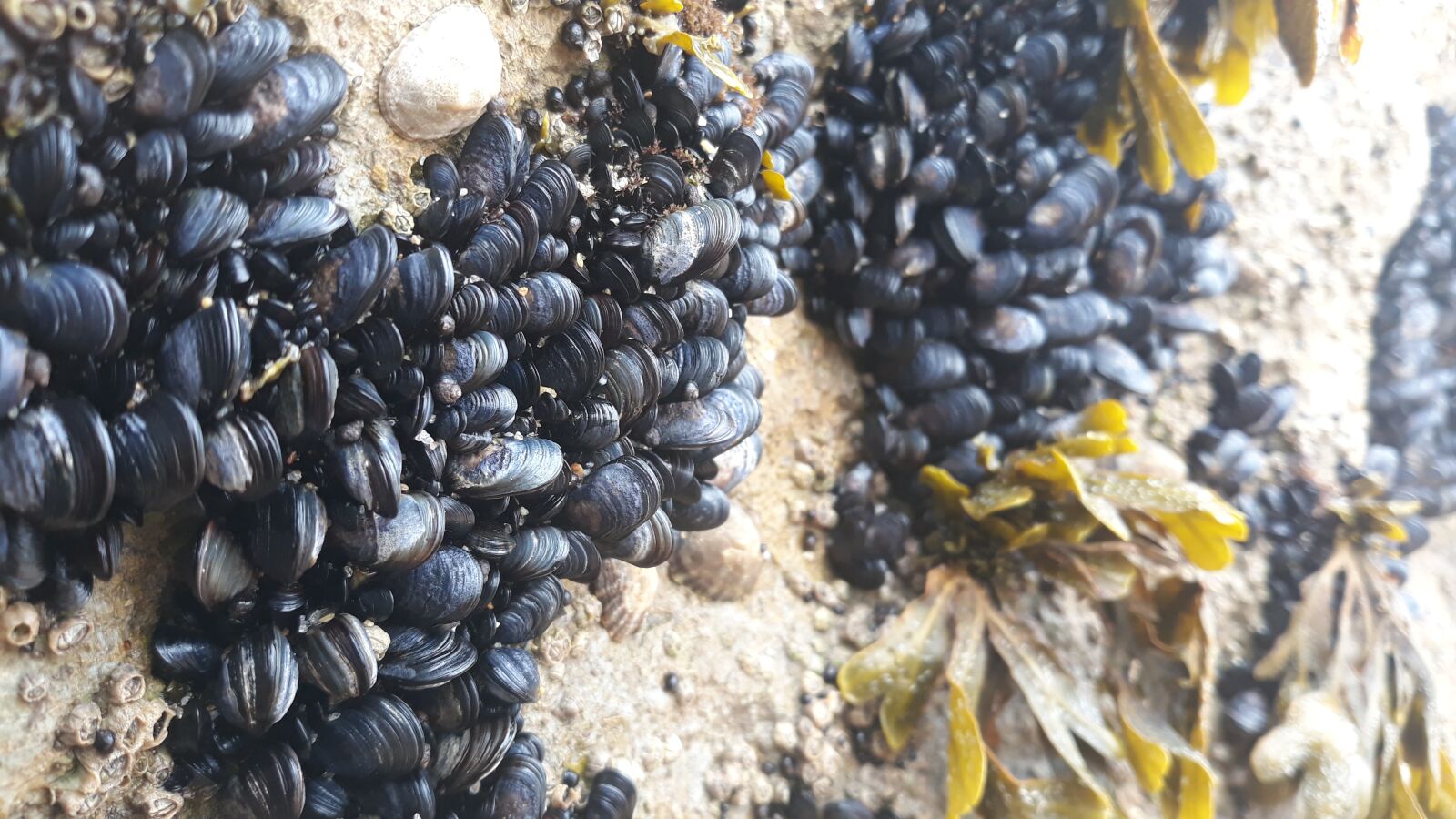 Samsung Galaxy J5 Pro sample photo. Shellfish, seaweed, ocean photography