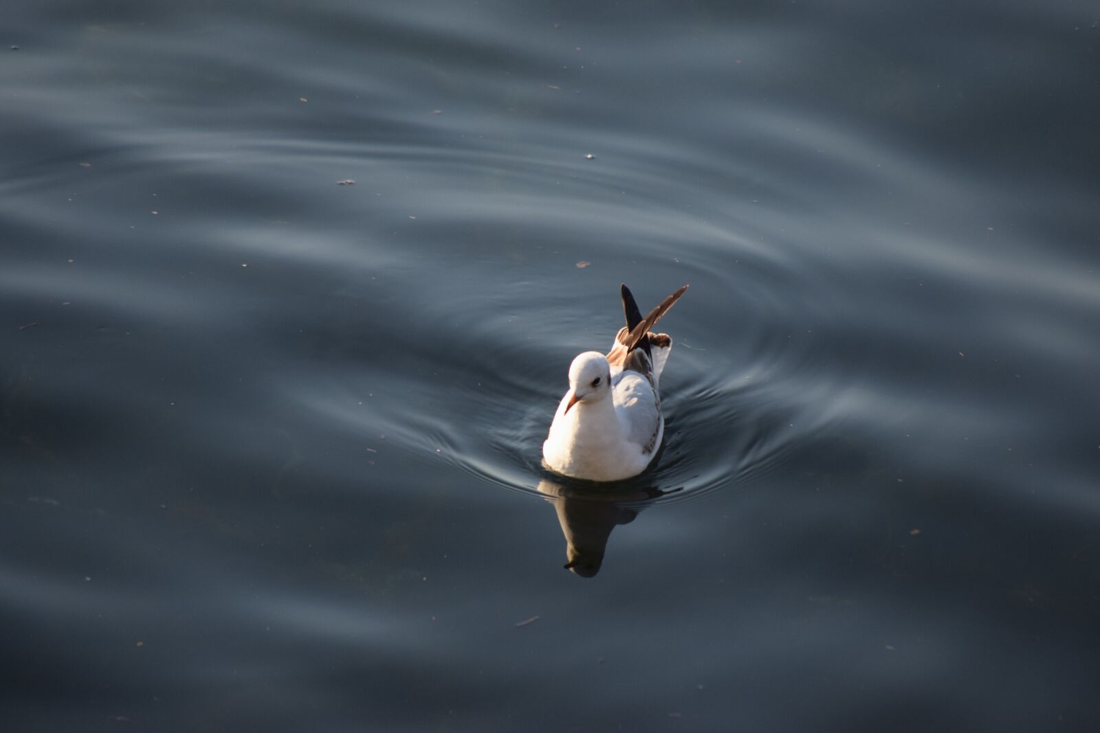 Nikon D3300 sample photo. Seagull, water, the photography
