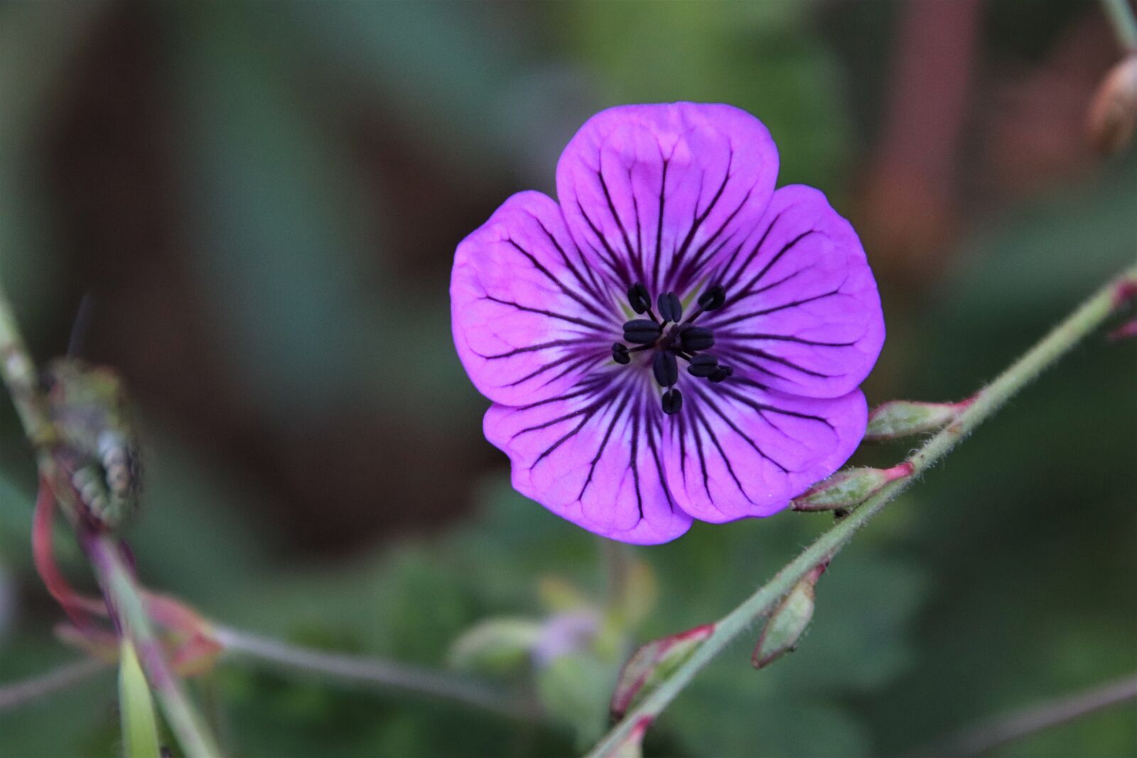 Canon EOS 800D (EOS Rebel T7i / EOS Kiss X9i) sample photo. Flowers, indigo color, plants photography