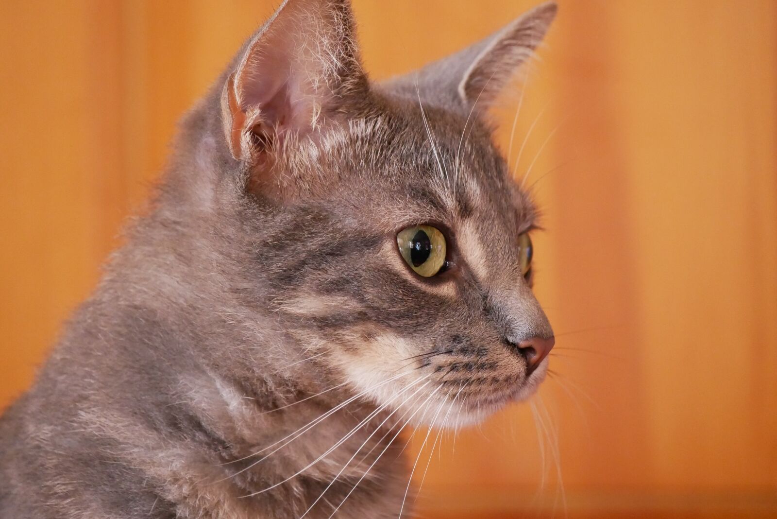 Panasonic Lumix DMC-GX85 (Lumix DMC-GX80 / Lumix DMC-GX7 Mark II) sample photo. Pet, kitten, feline photography