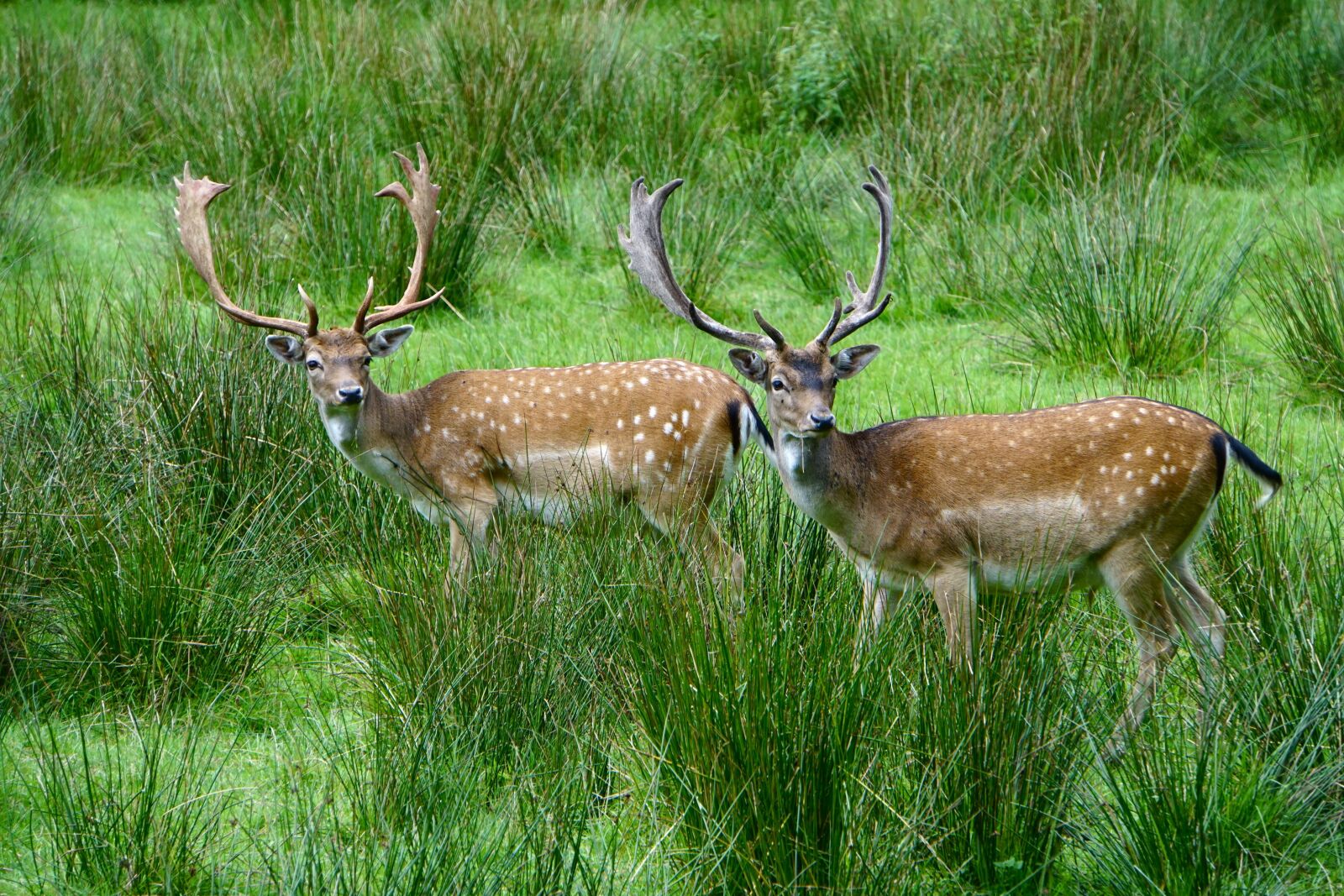 Sony a6000 sample photo. Roe deer, hirsch, nature photography