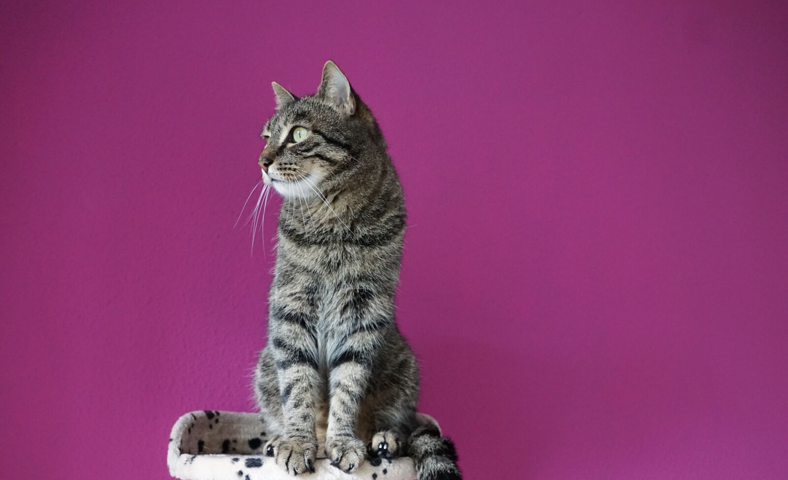 Sony ILCA-77M2 + Sony DT 16-50mm F2.8 SSM sample photo. Cat, mieze, animals photography
