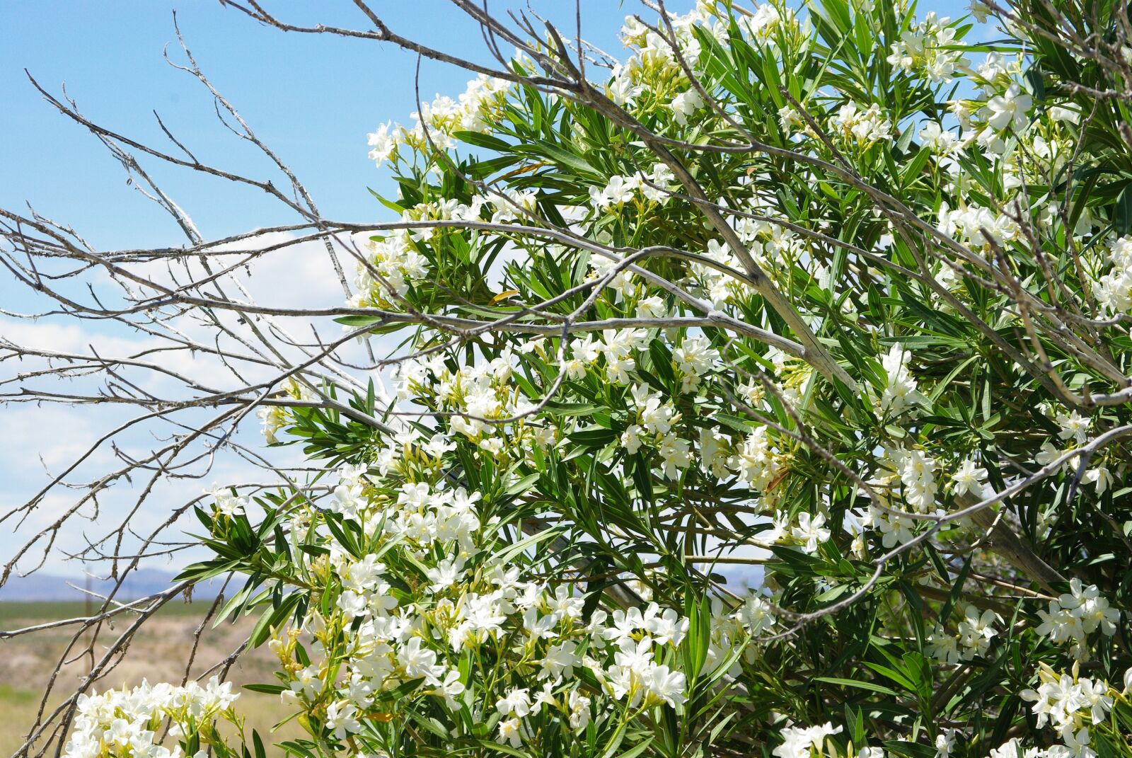 Pentax K200D sample photo. Flowers, branches, limbs photography