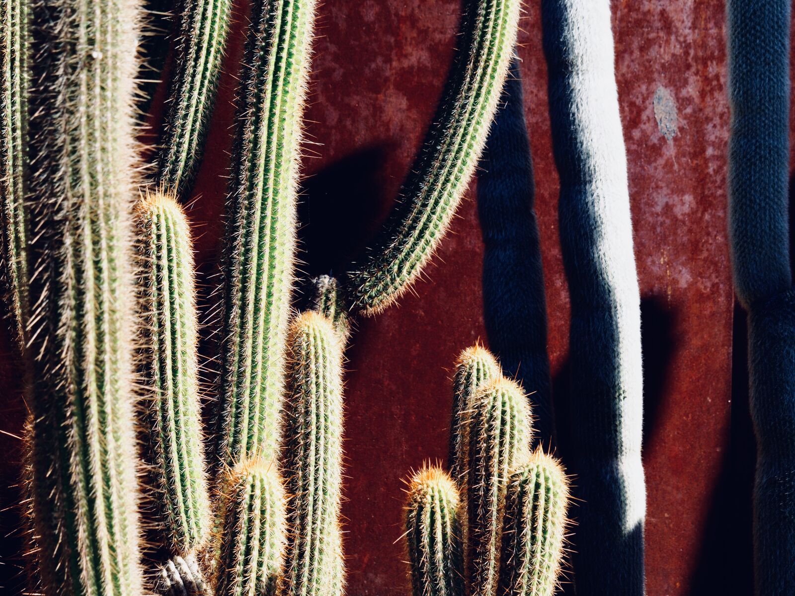 OLYMPUS M.14-150mm F4.0-5.6 II sample photo. Cactus, garden, prickly photography