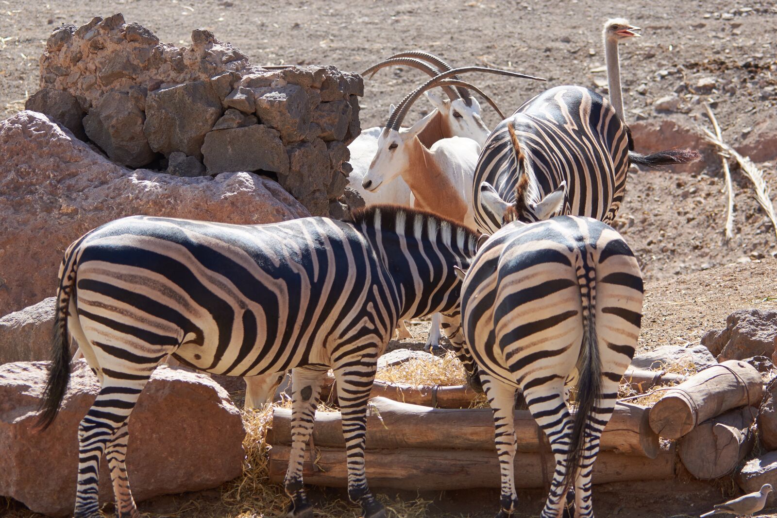 Nikon D7200 sample photo. Zebra, butt, eat photography