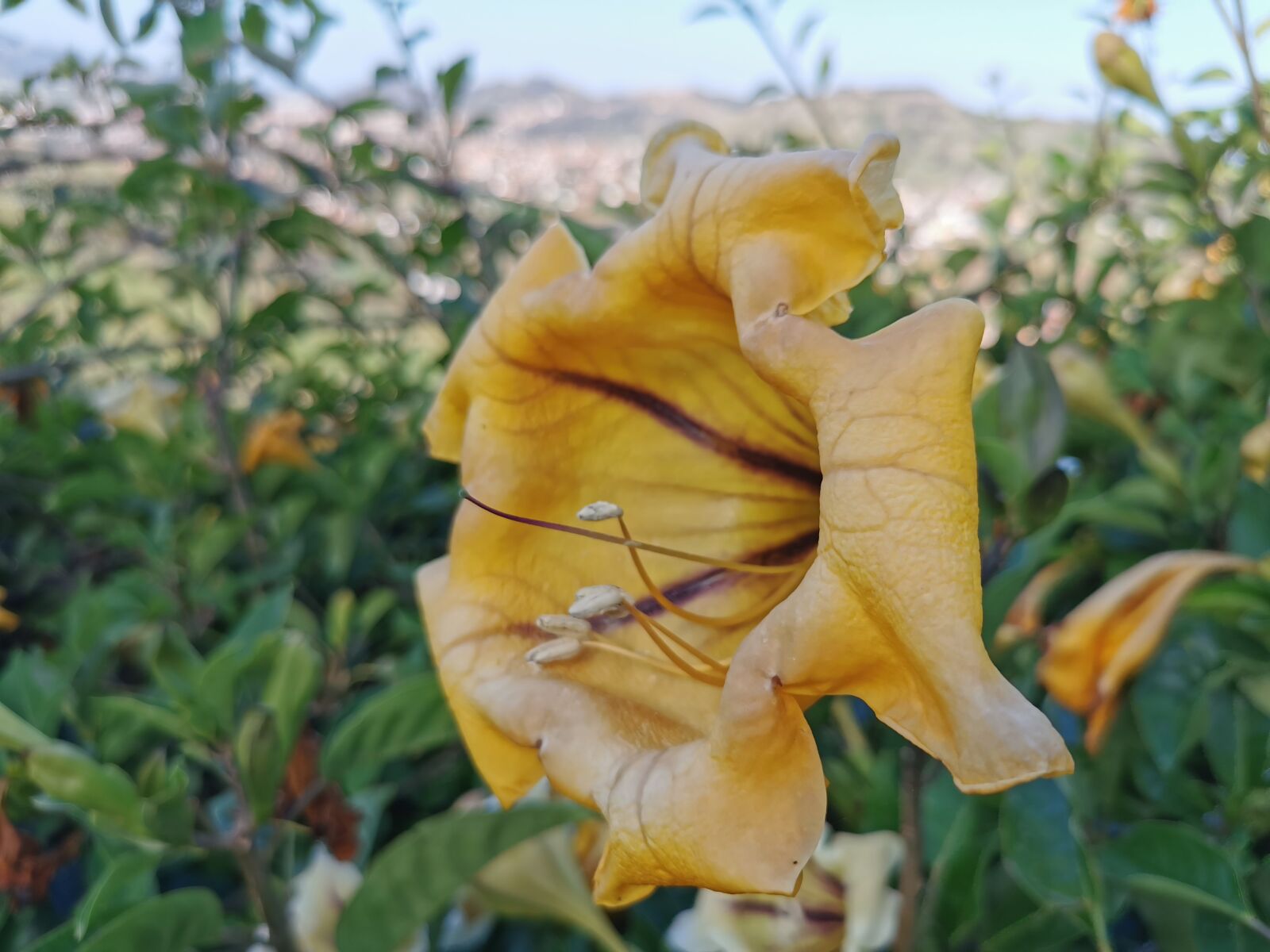 HUAWEI P30 sample photo. Flower, field, station photography