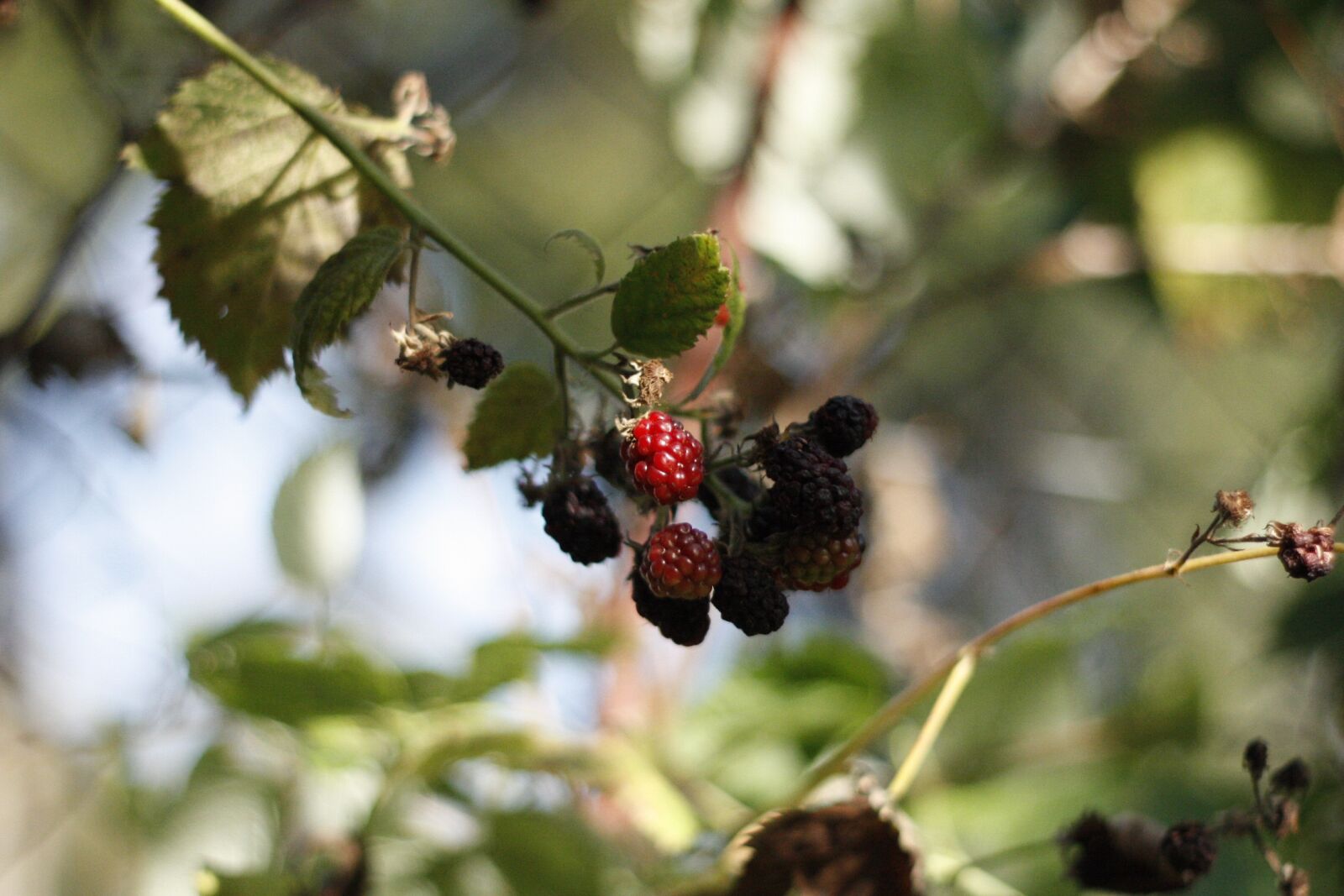 Canon EOS 450D (EOS Rebel XSi / EOS Kiss X2) sample photo. Berry, raspberry, food photography