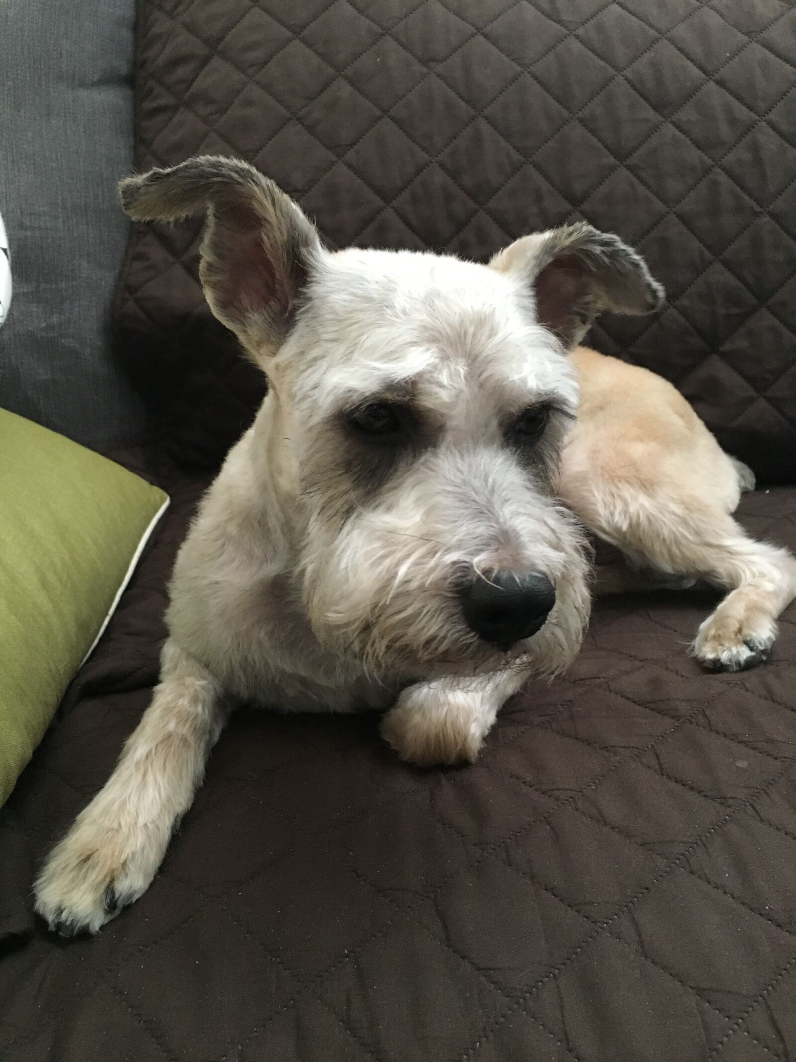 iPhone 6s back camera 4.15mm f/2.2 sample photo. Dog, cute, sweet photography