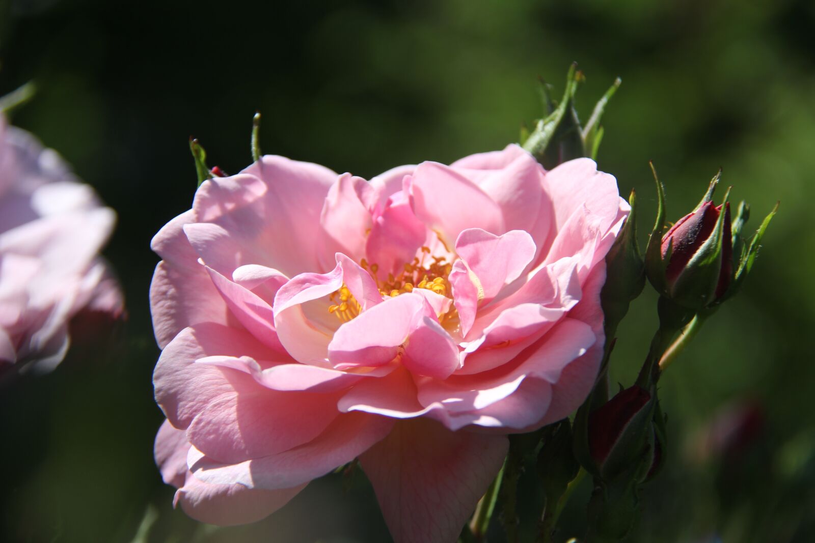 Canon EF-S 18-200mm F3.5-5.6 IS sample photo. Flower, rose, pink rose photography