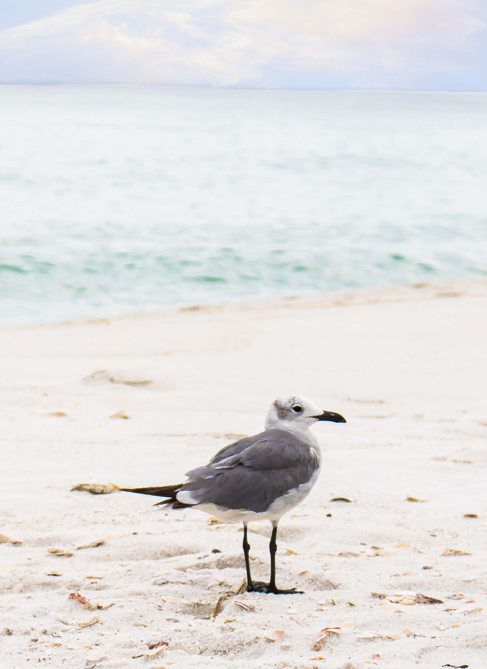 Canon EOS 750D (EOS Rebel T6i / EOS Kiss X8i) sample photo. Bird, ocean, sand, seagull photography