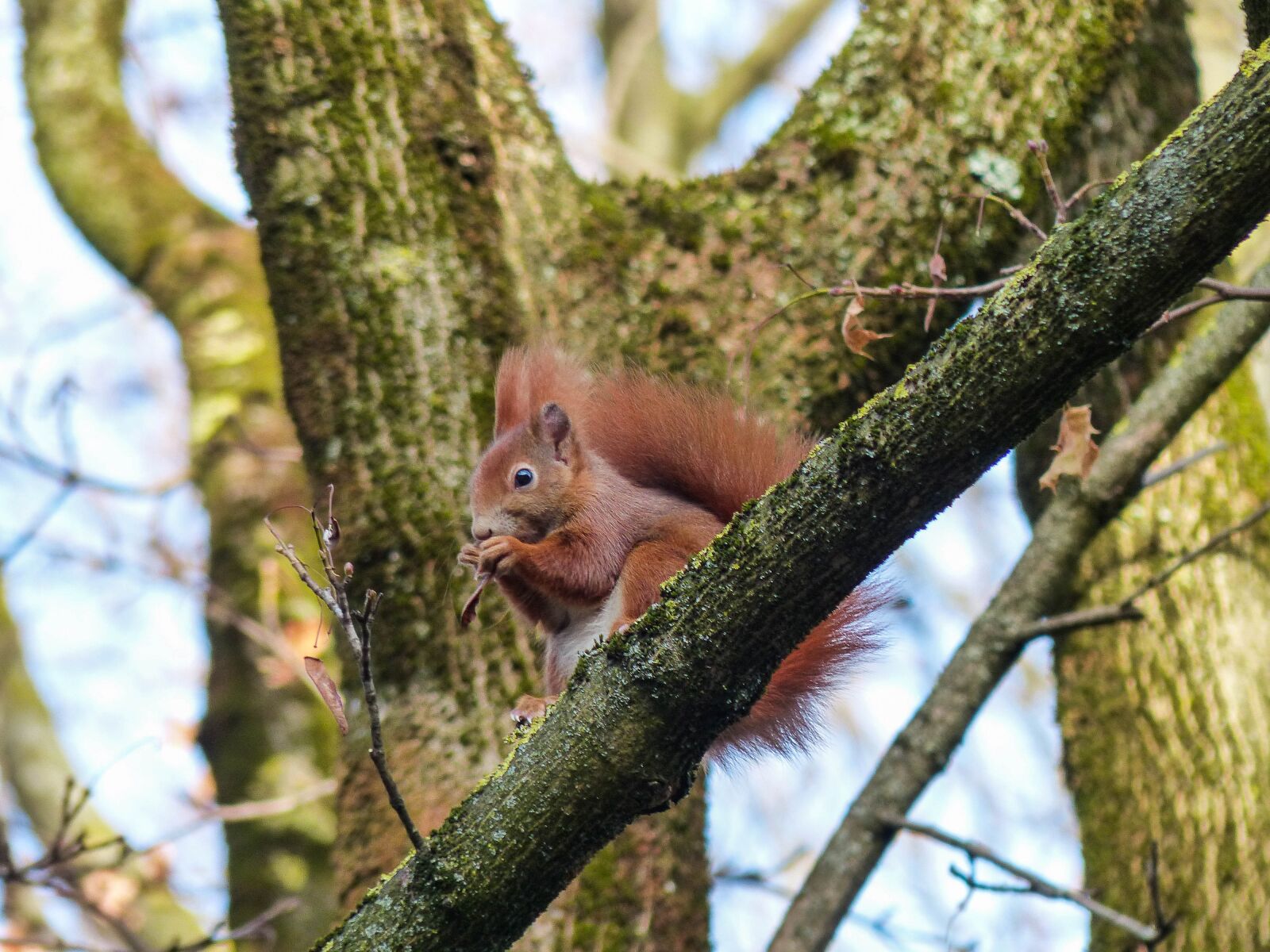 Panasonic Lumix DMC-FZ200 sample photo. Squirrel, forest, animal photography