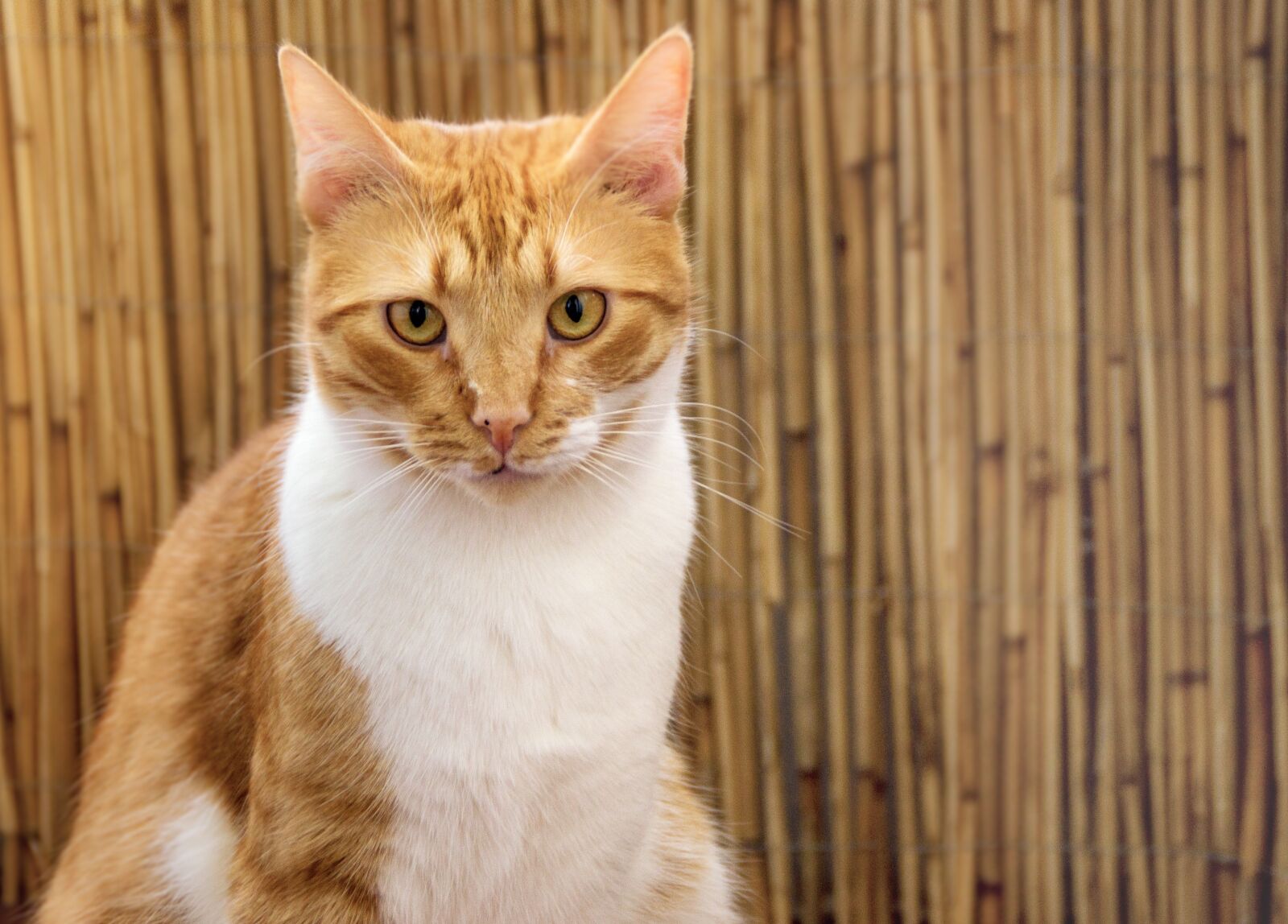 Sony DT 18-200mm F3.5-6.3 sample photo. Cat, attention, red photography