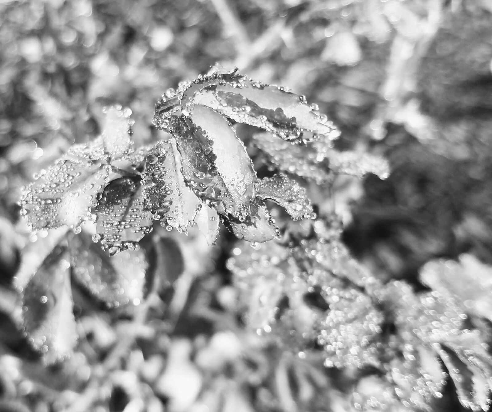 Samsung Galaxy S7 sample photo. Morning, frost, winter photography