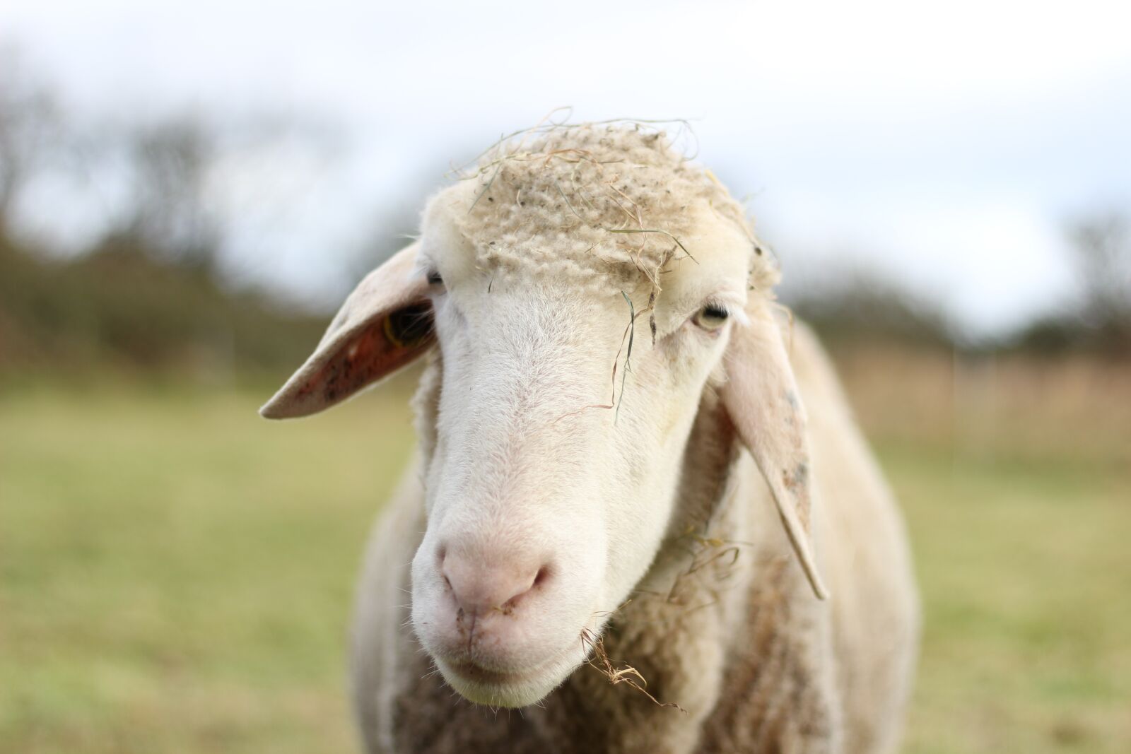 Canon EF 50mm F1.8 STM sample photo. Animal, sheep, livestock photography